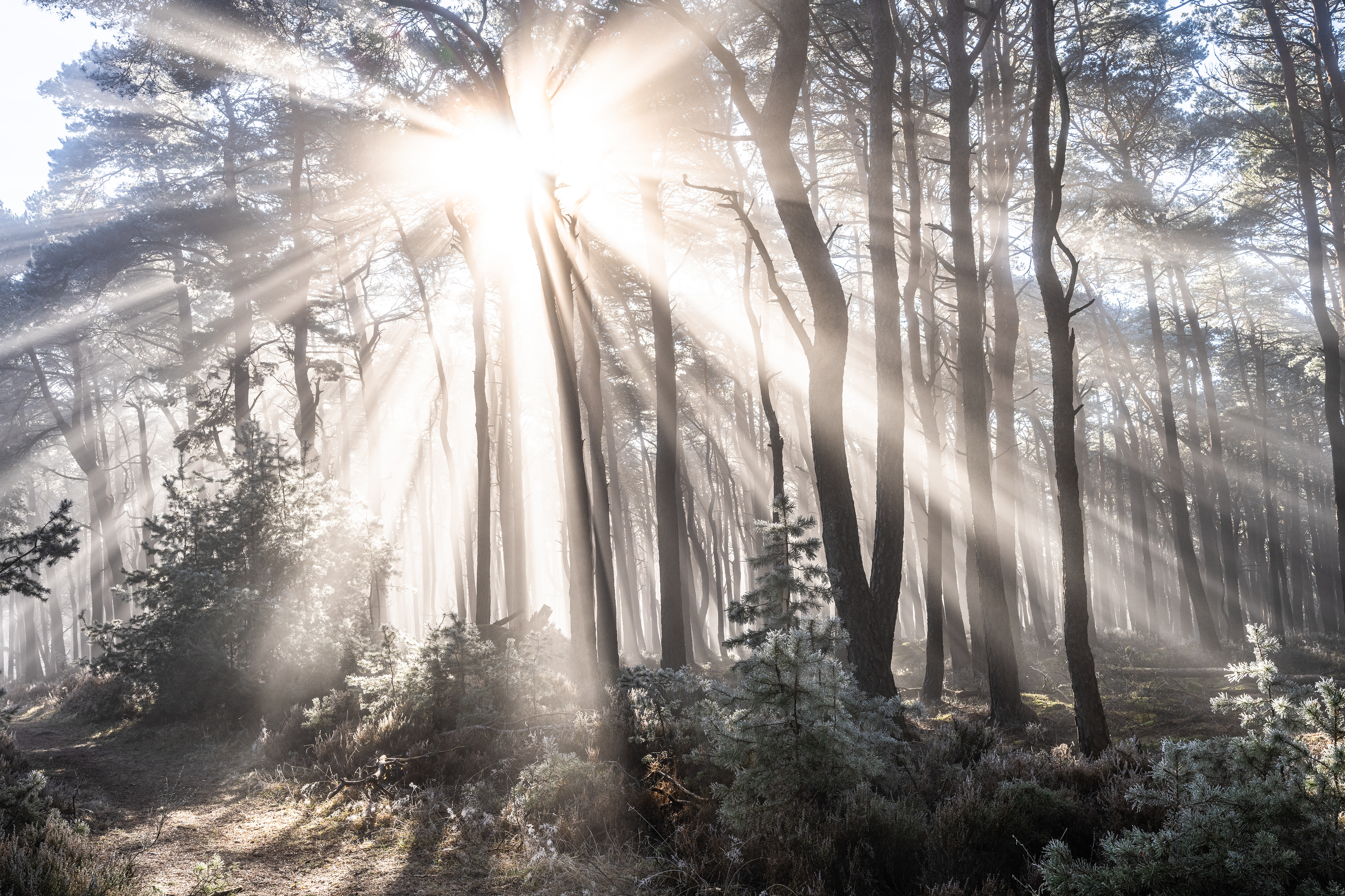 Nebelstrahlen im Naturpark Pfälzerwald (D) - 31.12.2024