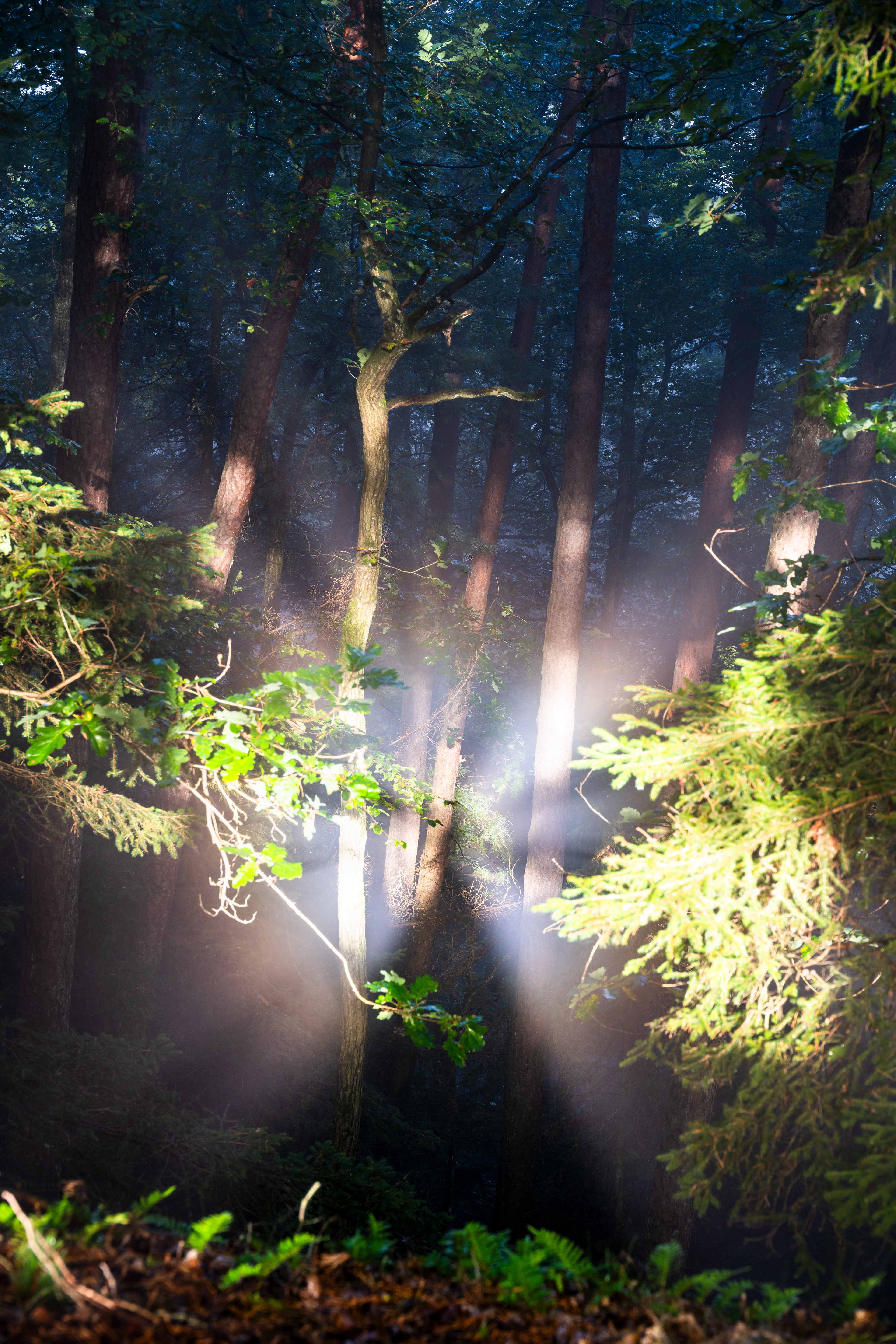 Glorien-Erscheinung mit Brockengespenst im Lichtkranz, Pfälzerwald (D) - 29.09.2024