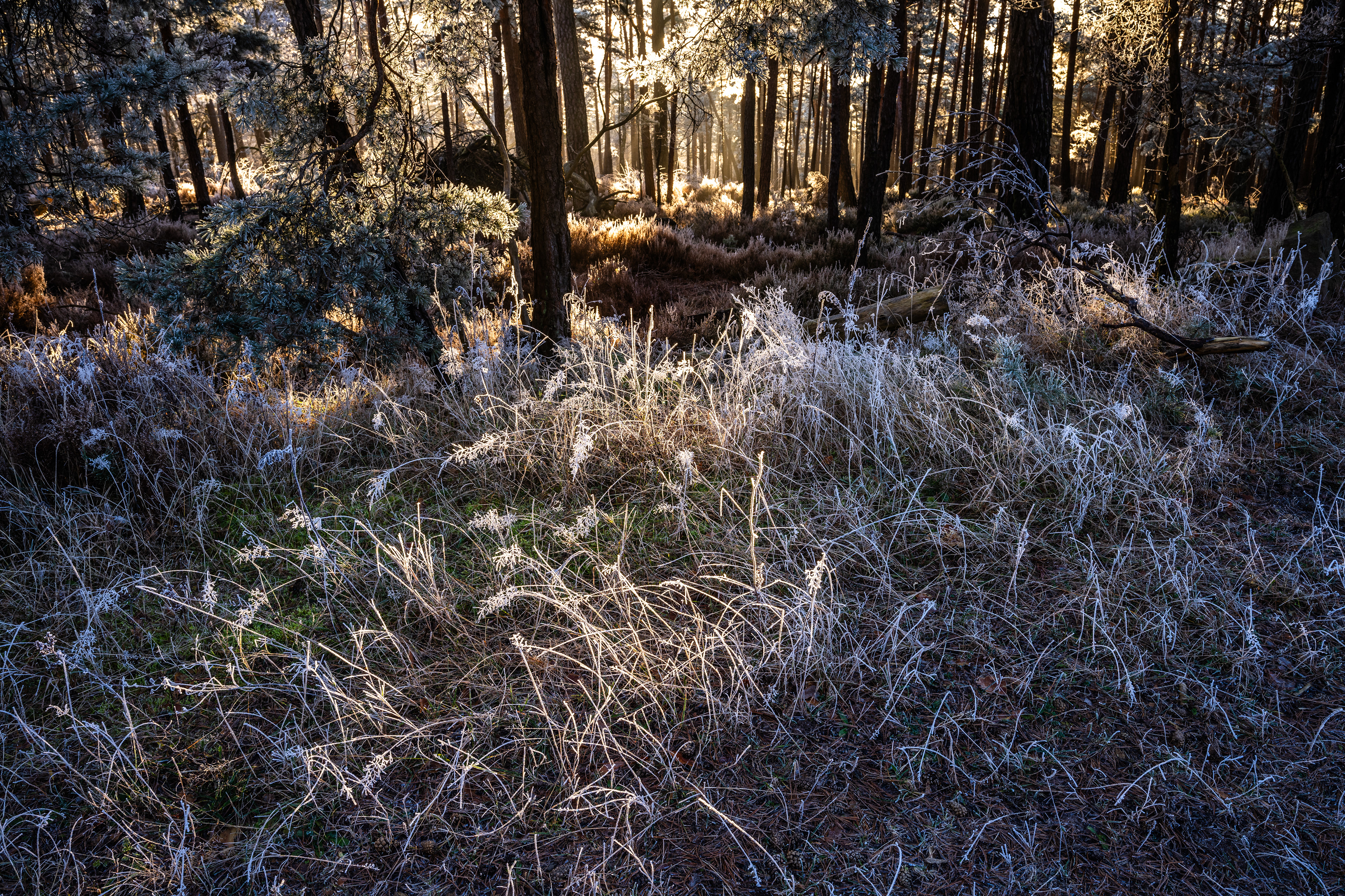 Morgenlicht zu feinem Reifbesatz, Pfälzerwald (D) - 31.12.2024