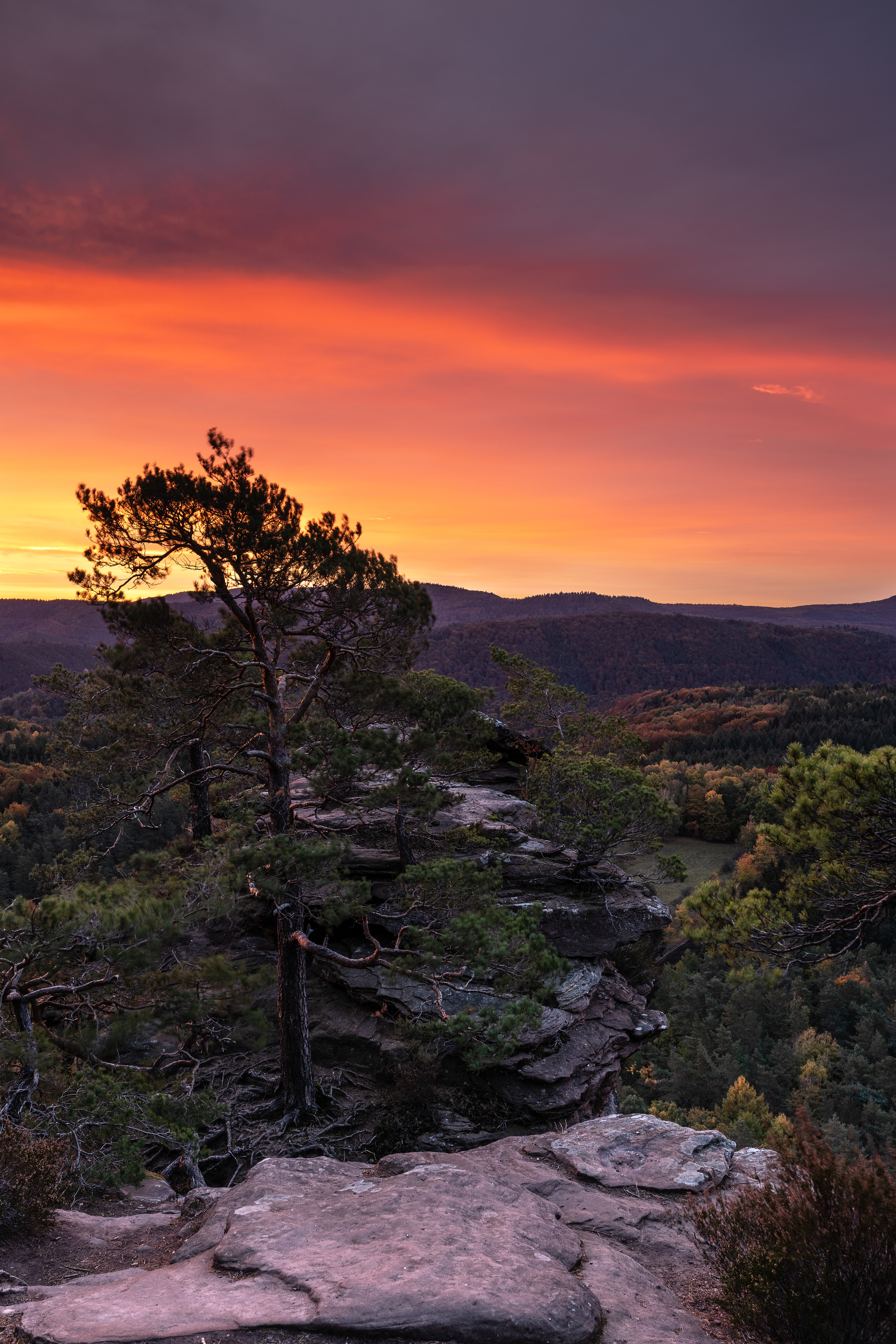 Morgenröte über Wetterkiefer, Pfälzerwald (D) - 25.10.2020