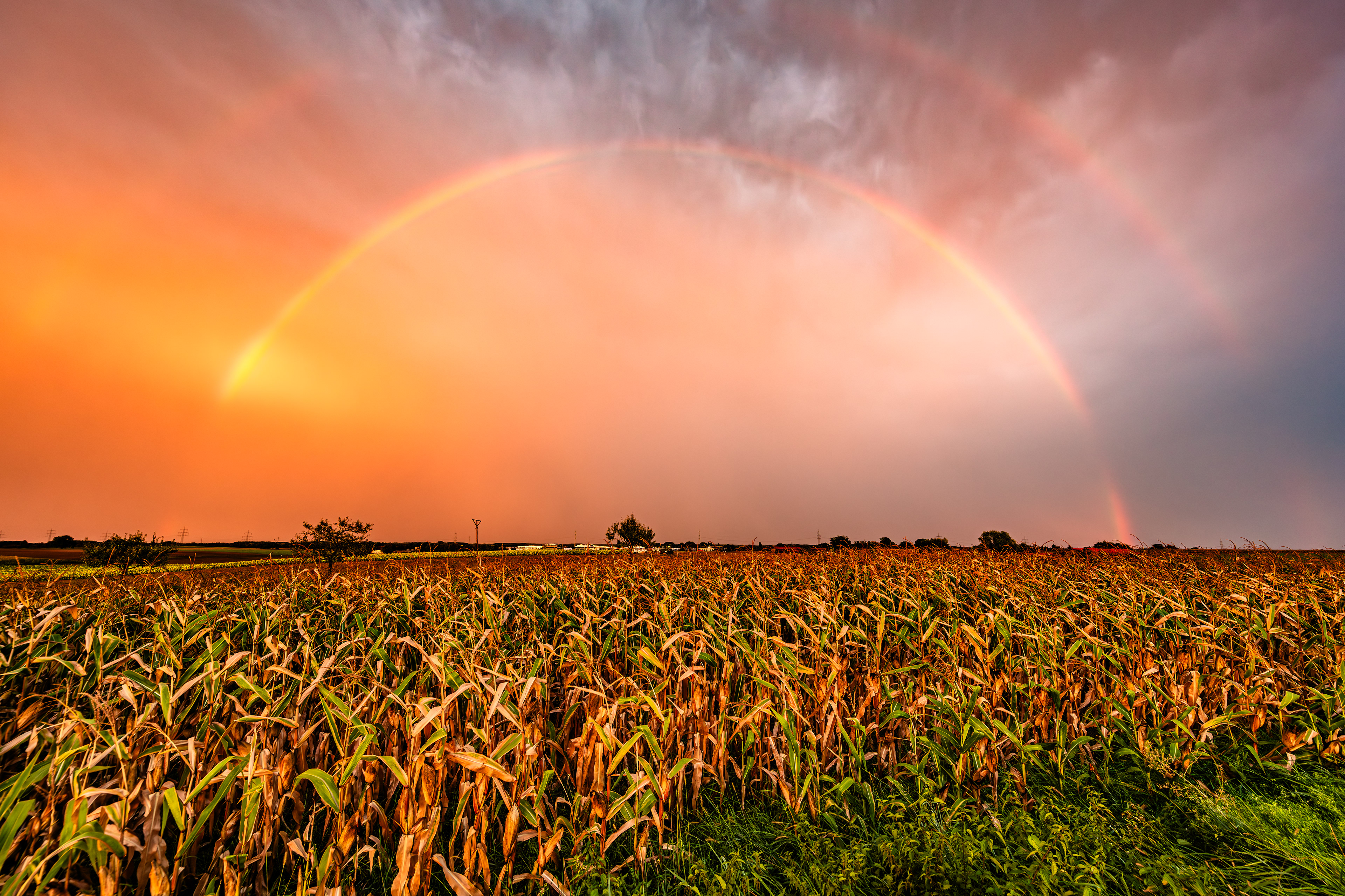 Doppelter Regenbogen über Getreidefeld, RLP (D) - 18.09.2023