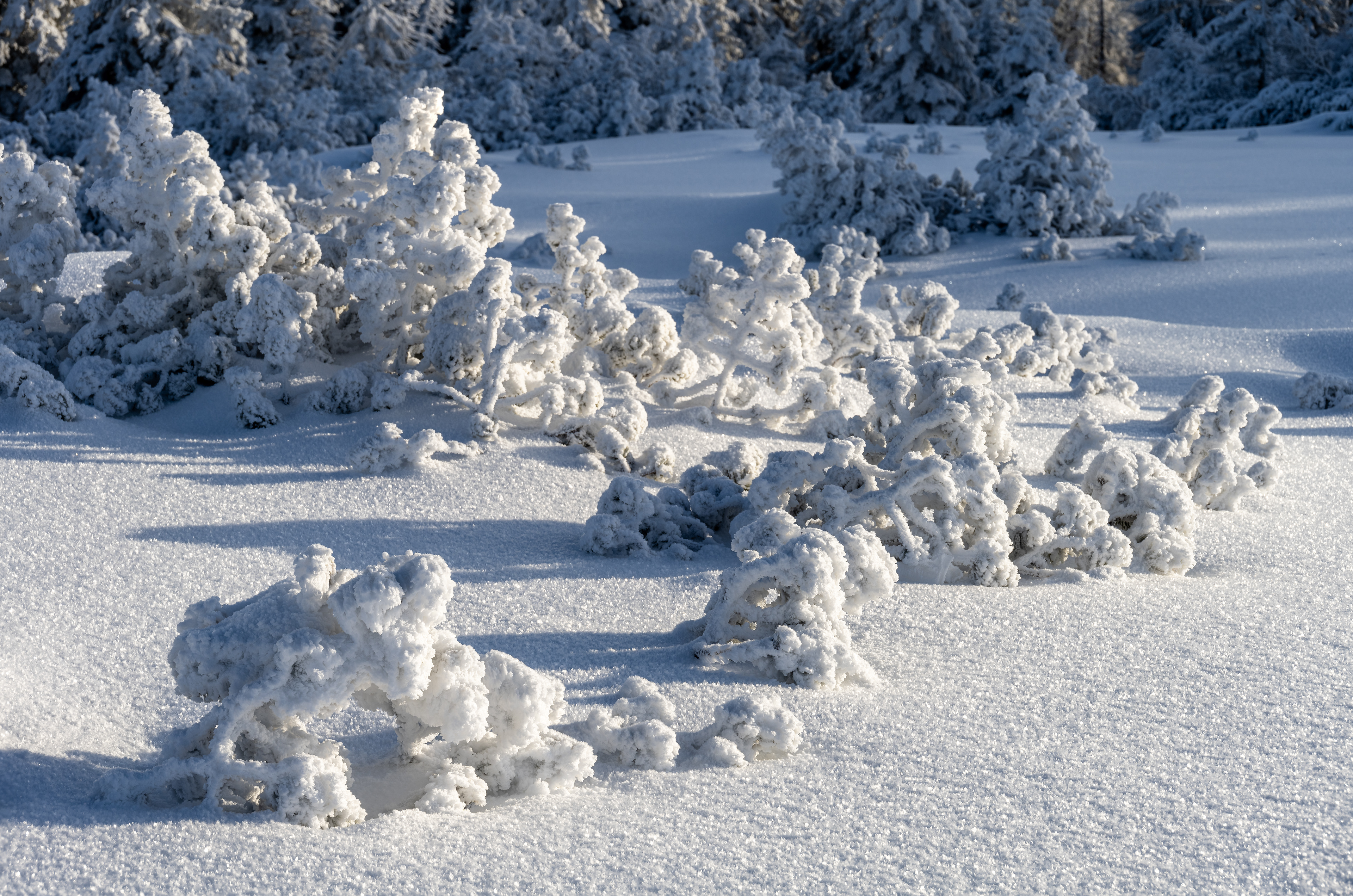 Raueisbesatz auf der Hornisgrinde, Schwarzwald (D) - 04.01.2025