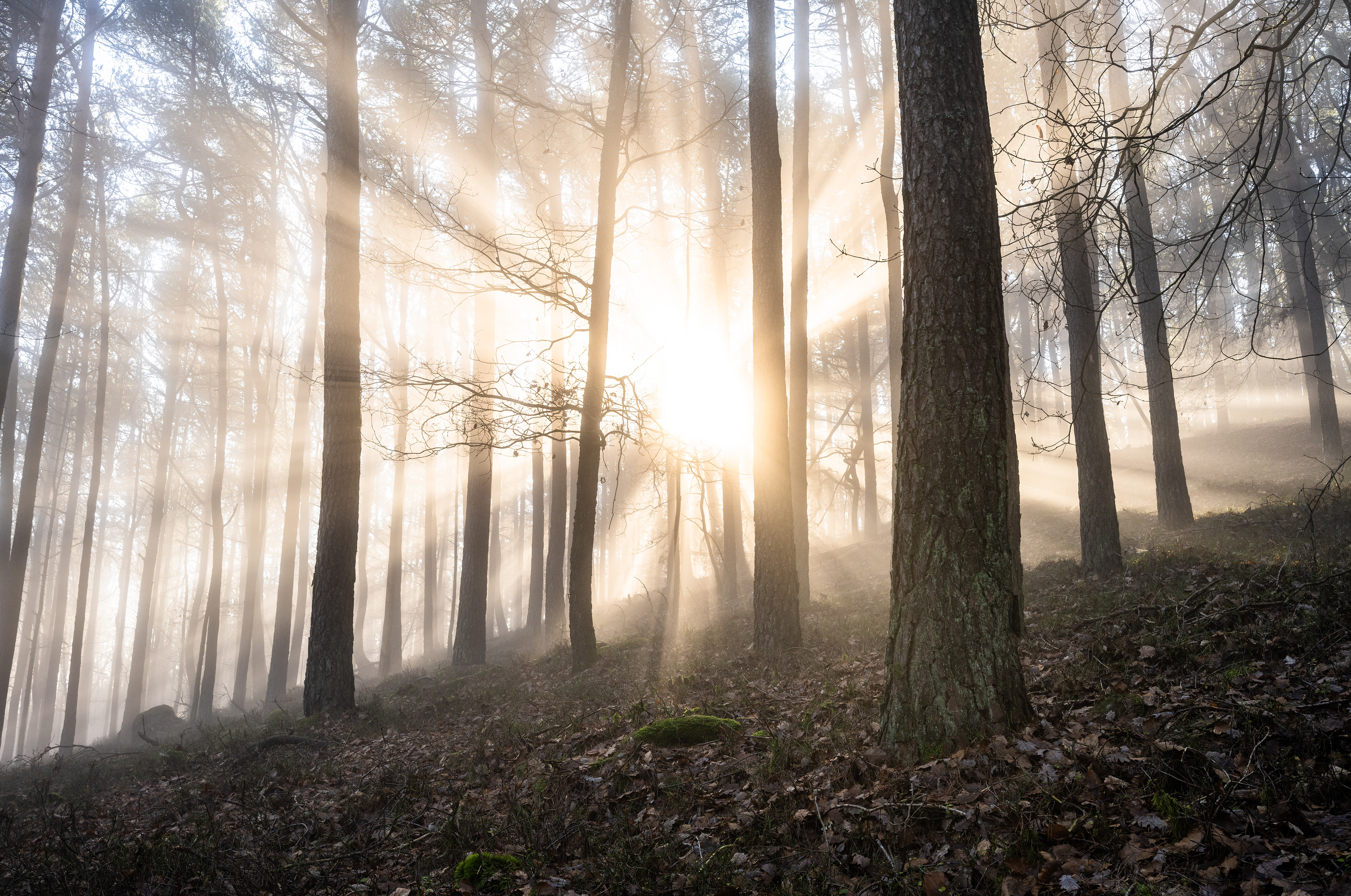 Nebelstrahlen im Naturpark Pfälzerwald (D) - 01.12.2024