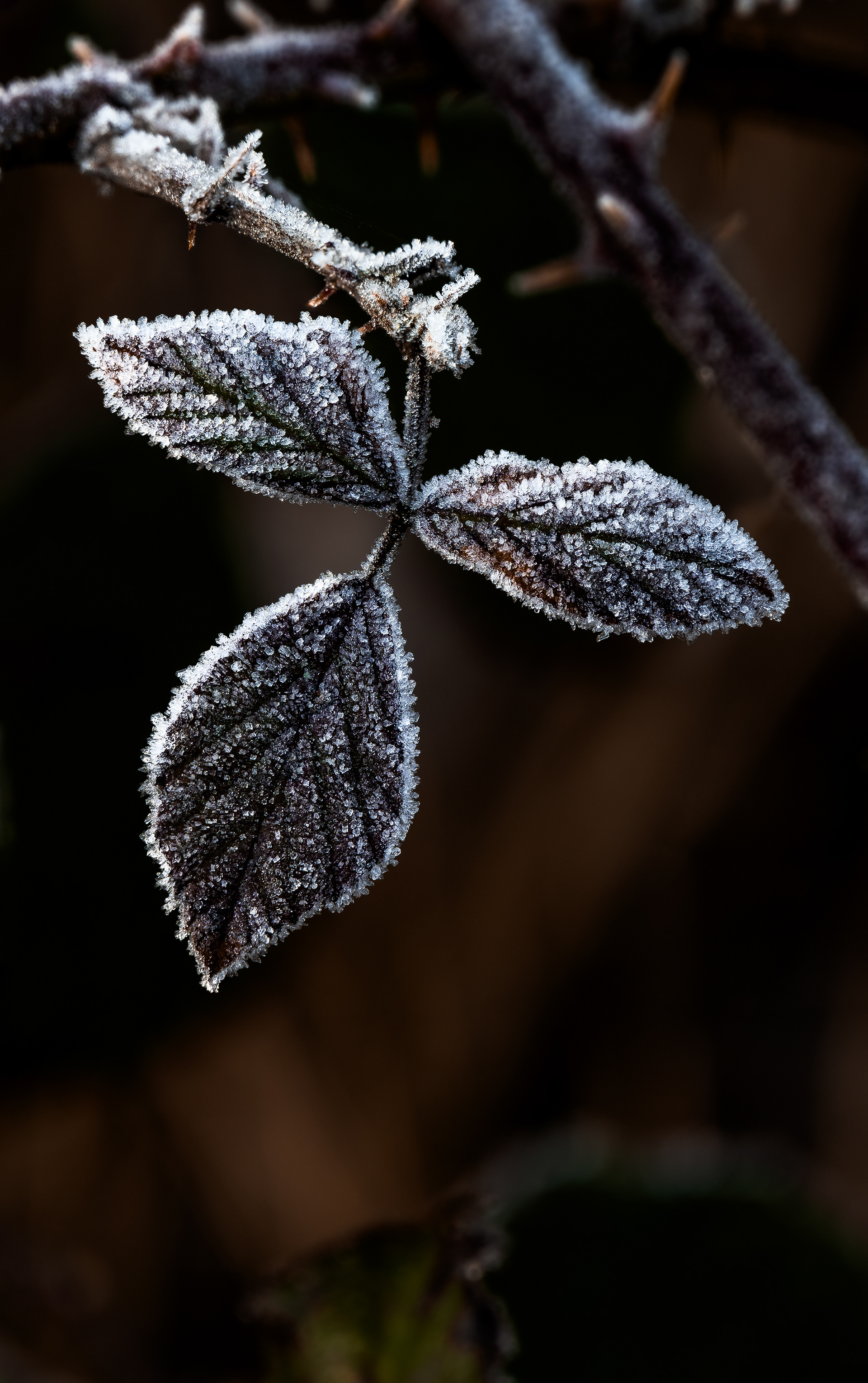 Reifbesatz, RLP (D) - 29.02.2024