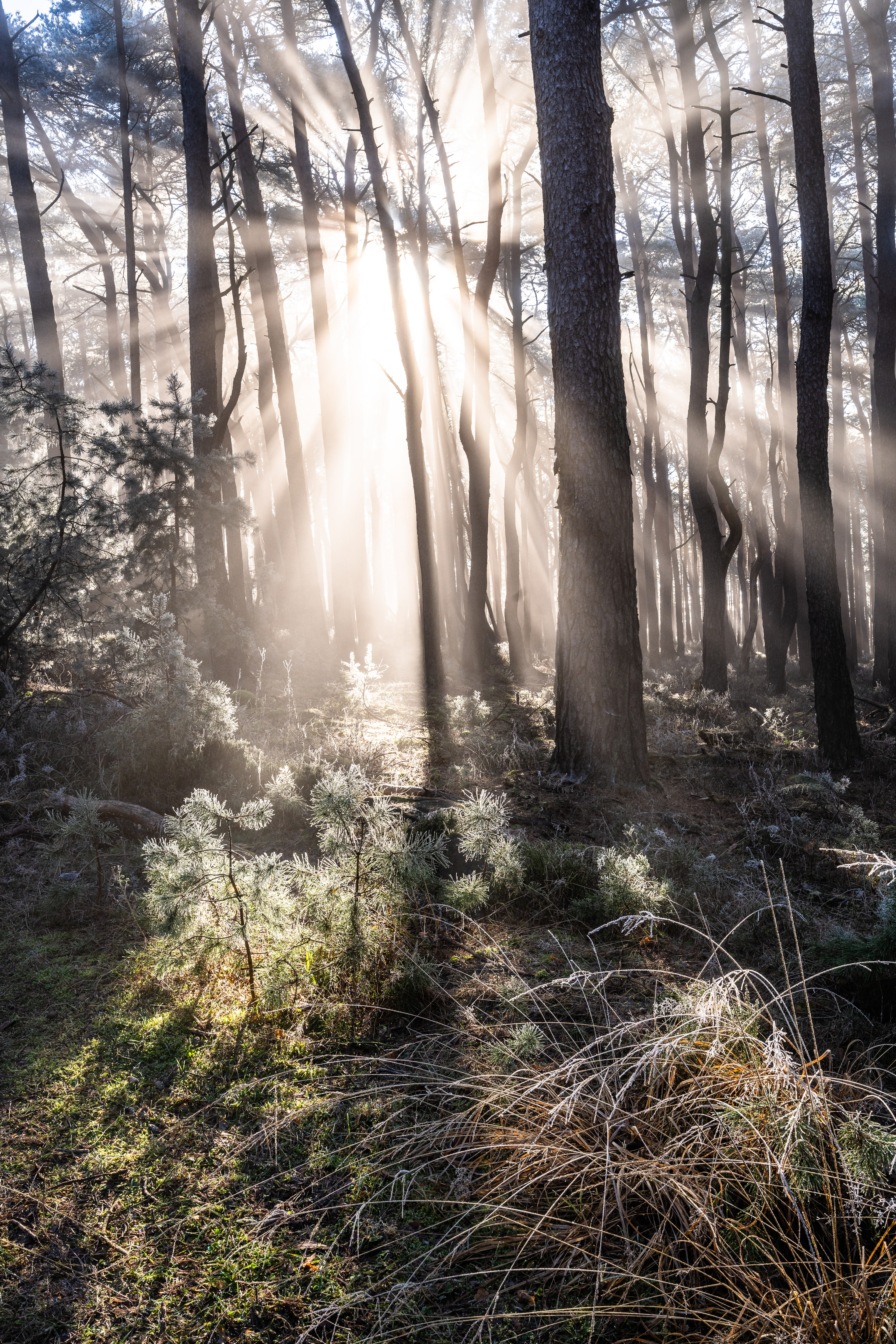 Nebelstrahlen im Naturpark Pfälzerwald (D) - 31.12.2024
