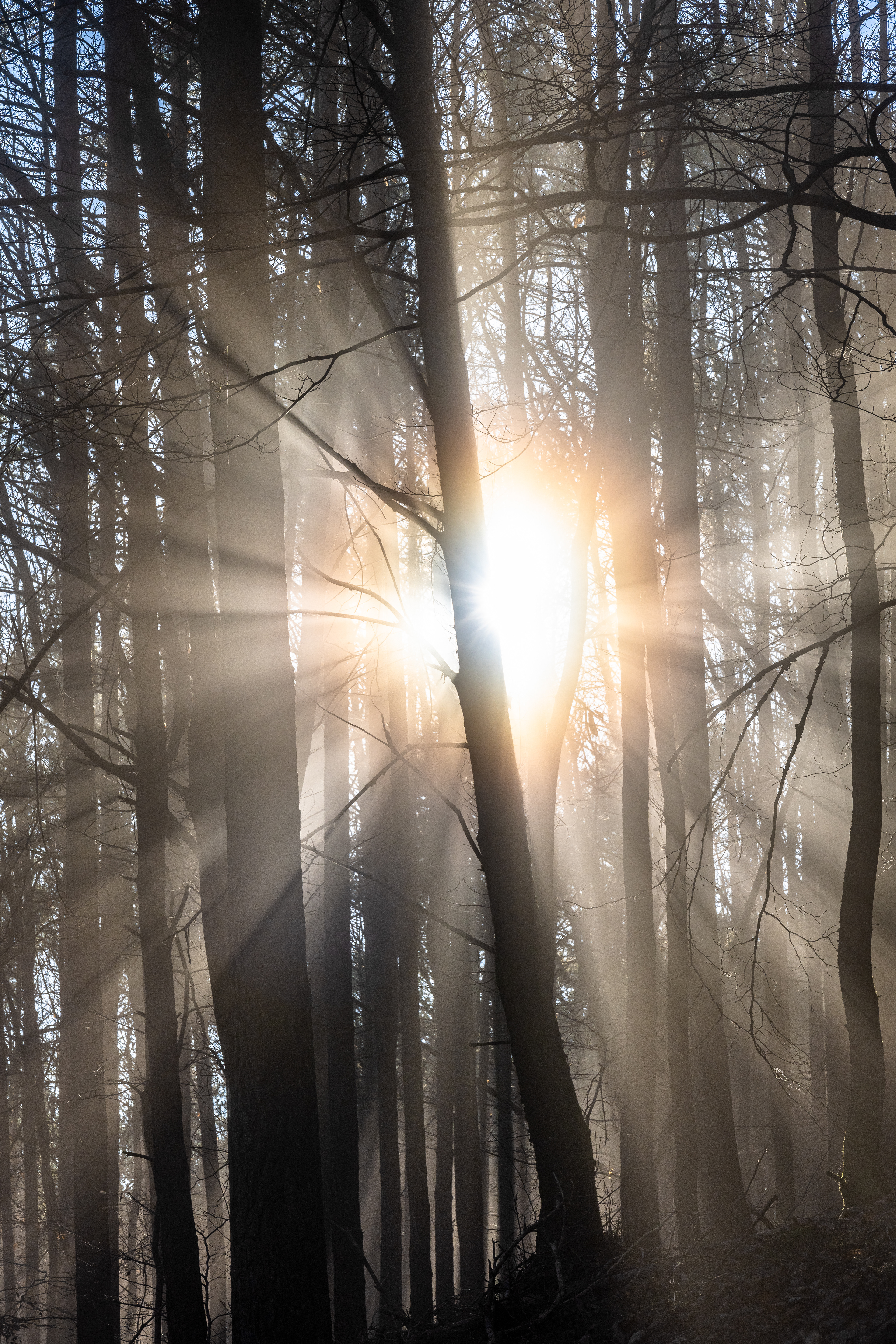 Korona um die Sonne, Pfälzerwald (D) - 01.12.2024