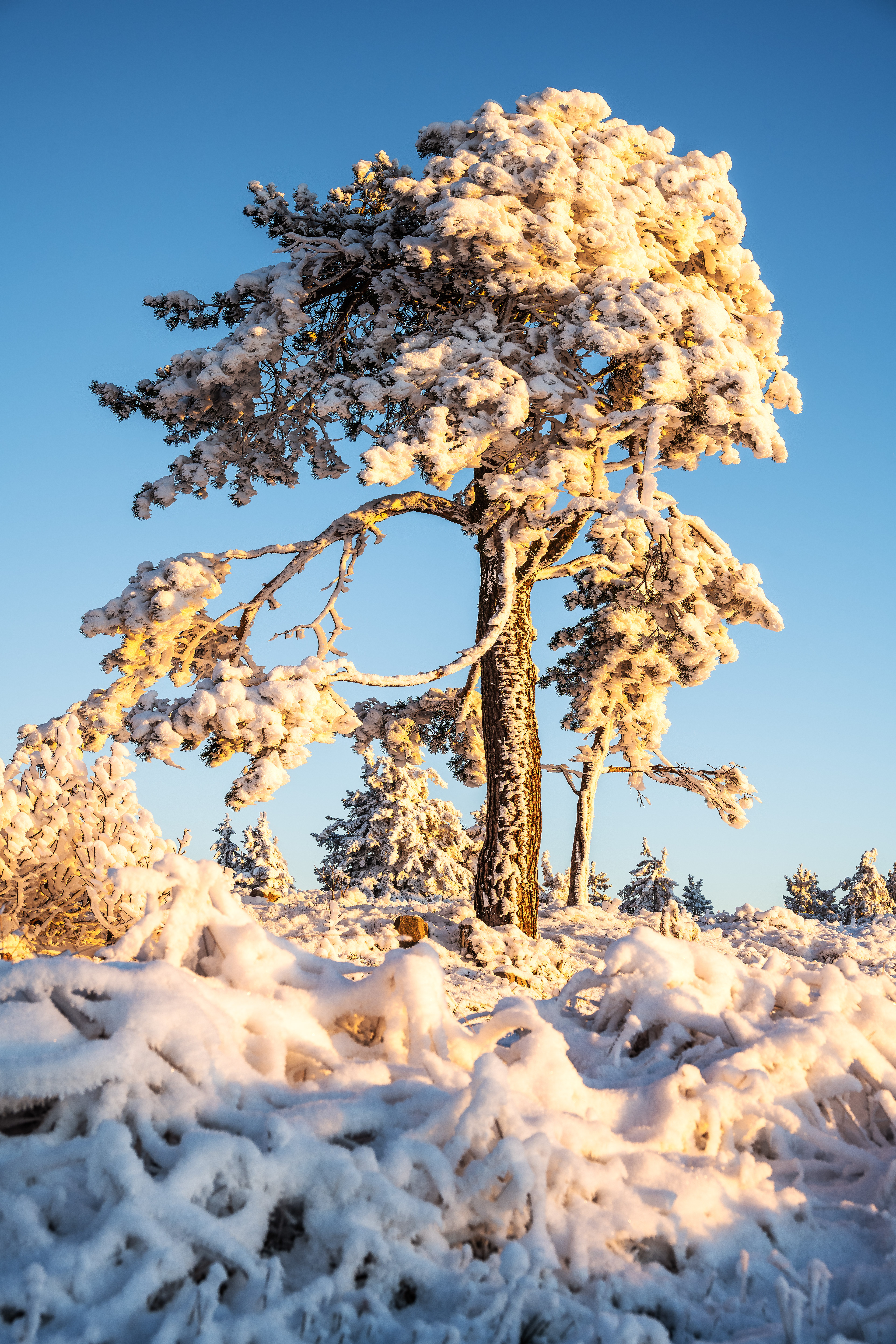 Raueisbesatz auf der Hornisgrinde, Schwarzwald (D) 12.12.2022