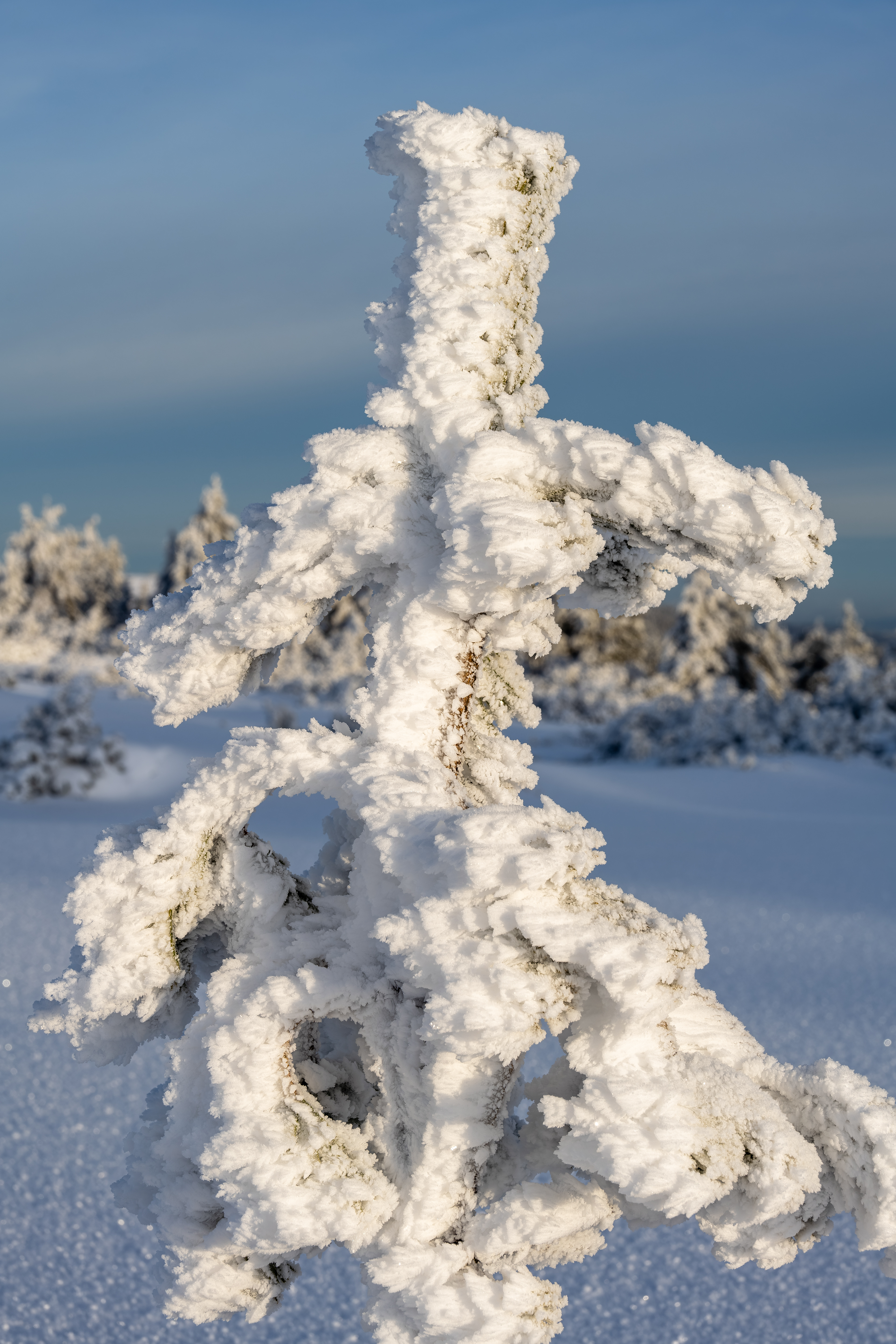 Raueisbesatz auf der Hornisgrinde, Schwarzwald (D) - 04.01.2025