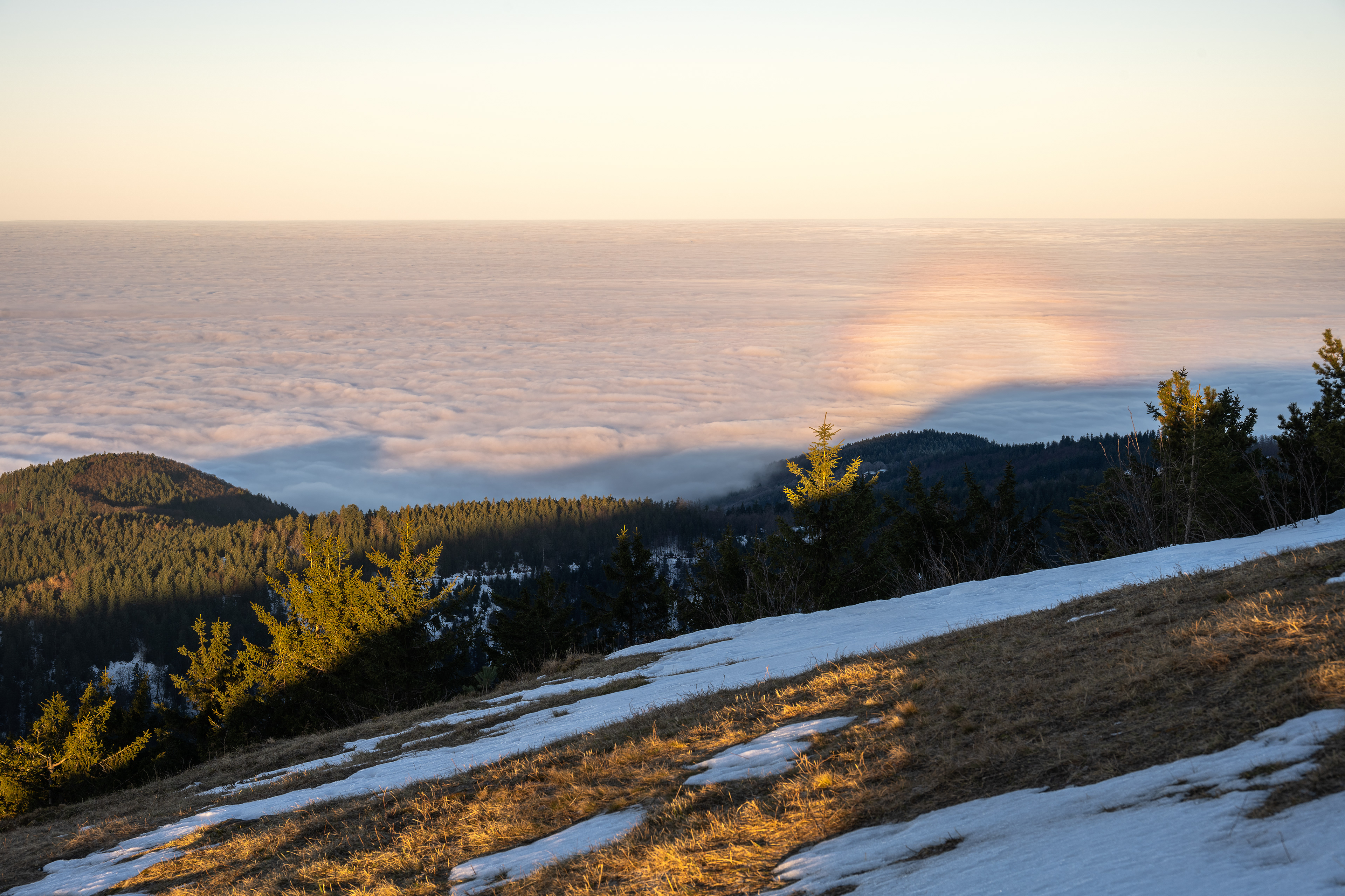 Glorien-Erscheinung mit Bergschatten zu Sonnenaufgang, Schwarzwald (D) - 19.12.2021