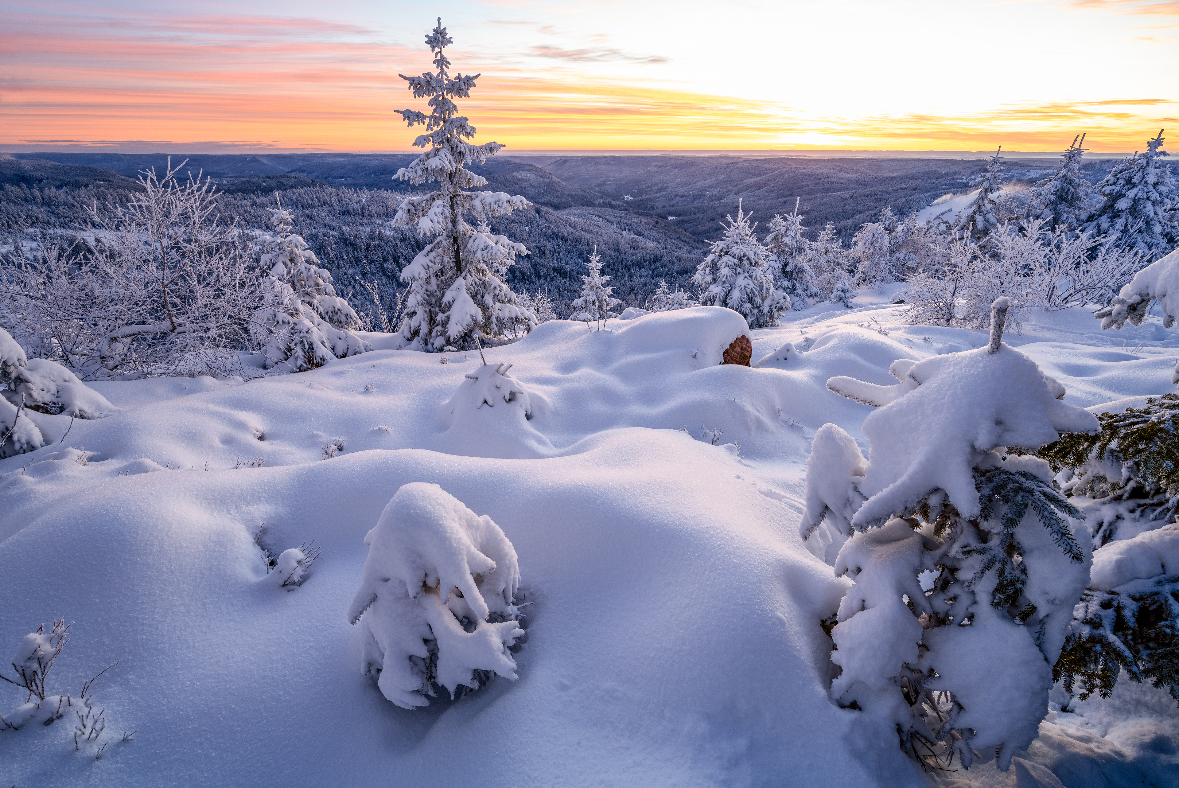 Neuschnee auf der Hornisgrinde, Schwarzwald (D) - 04.01.2025
