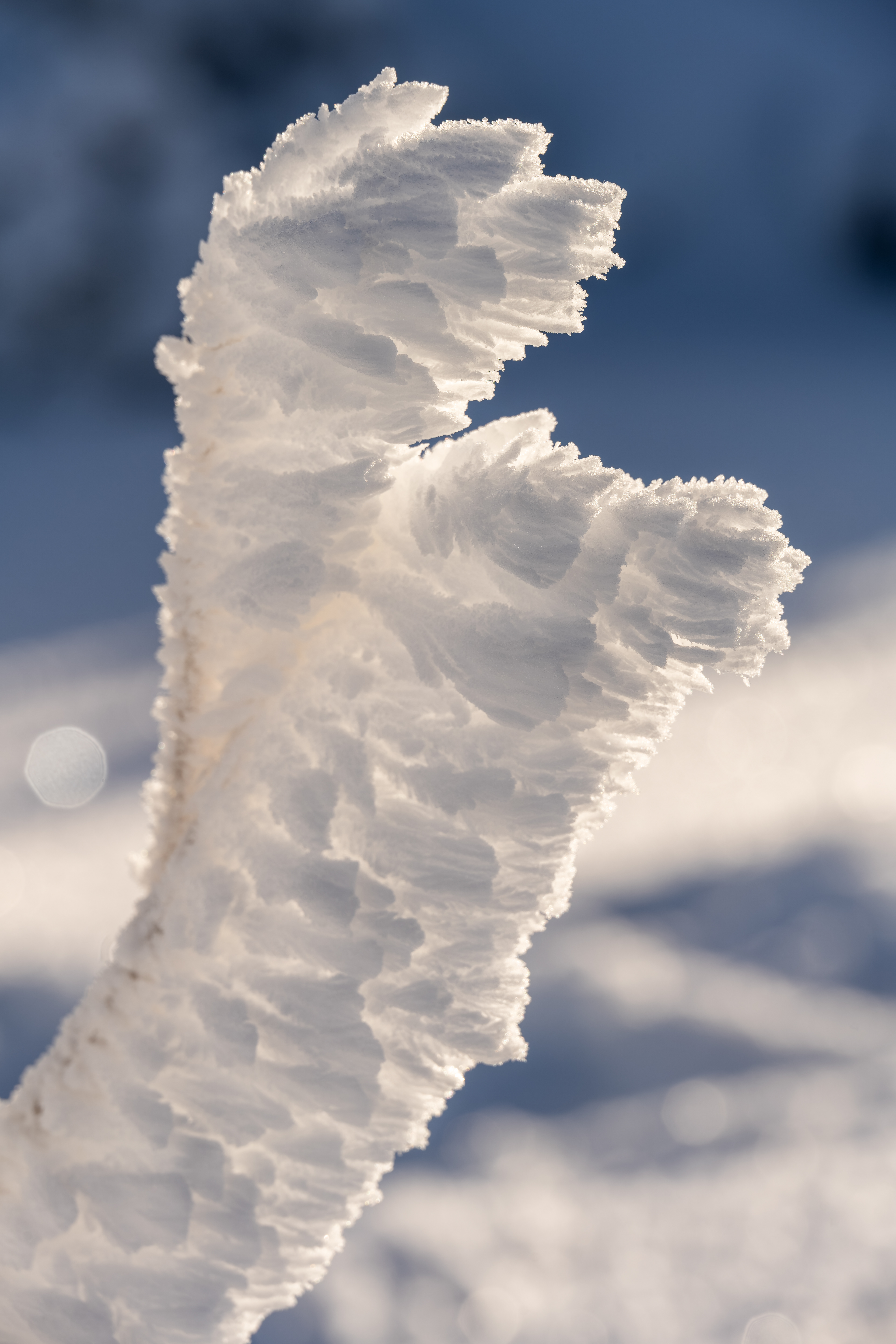 Raueisbesatz auf der Hornisgrinde, Schwarzwald (D) - 04.01.2025