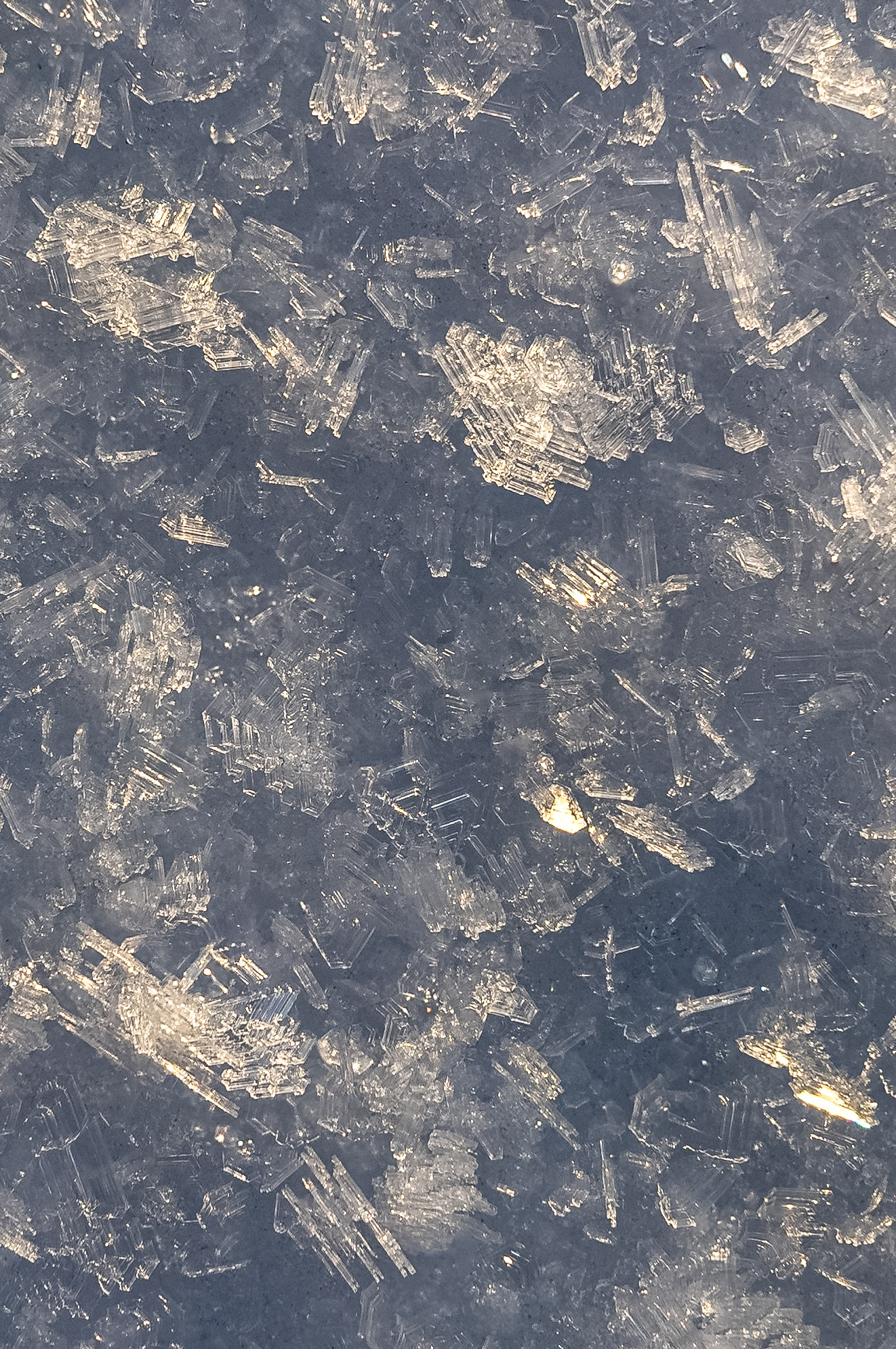 Raureifkristalle, Schwarzwald (D) - 04.01.2025