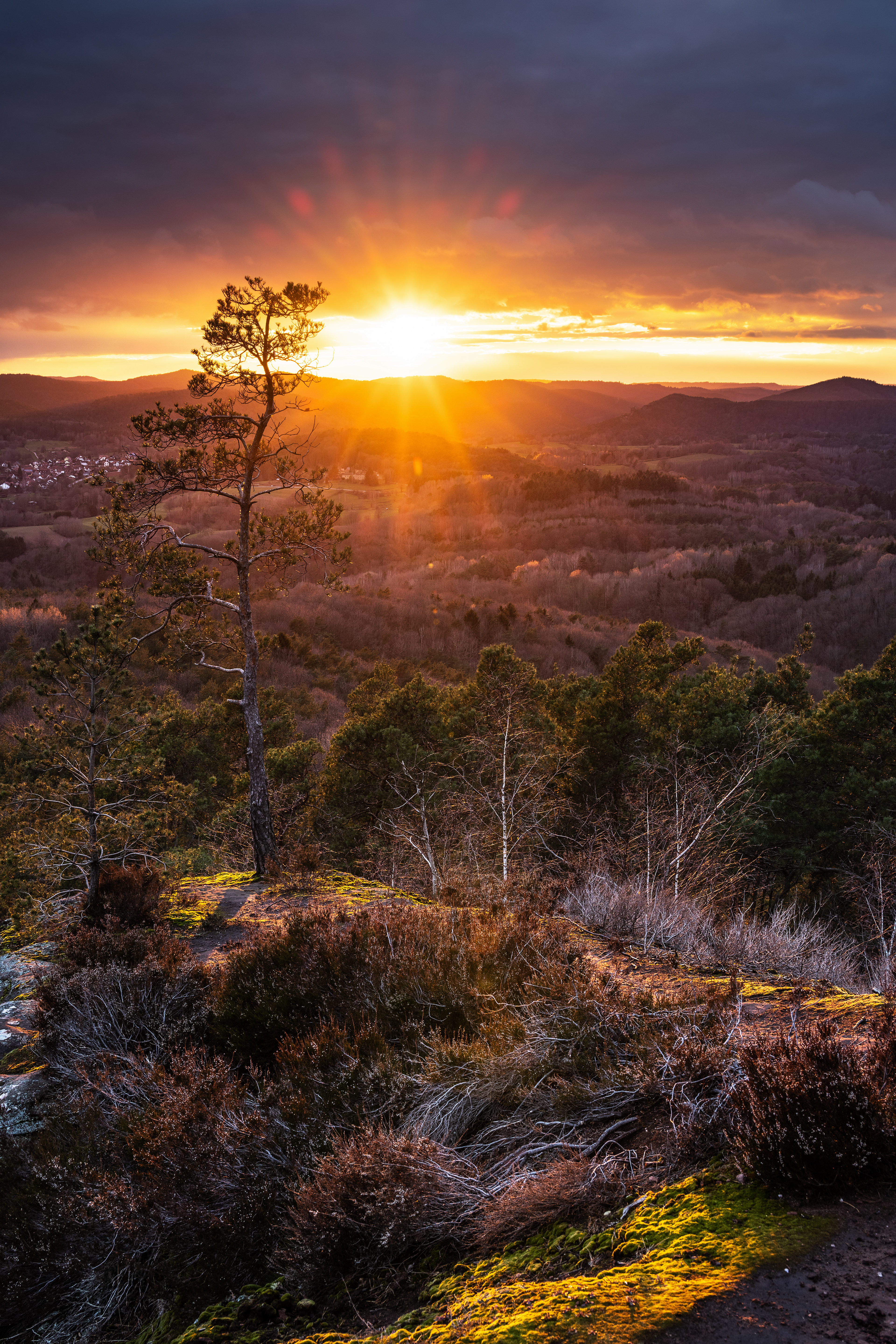 Wetterkiefer im Sonnenuntergang, Pfälzerwald (D) - 17.03.2021