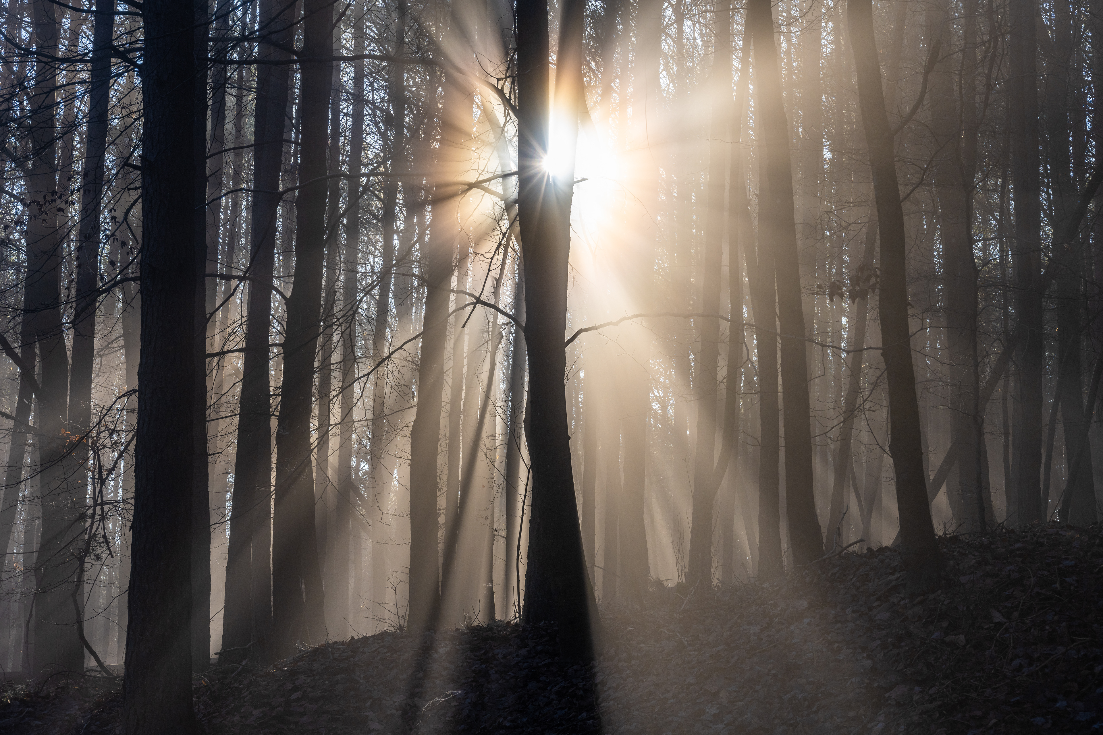 Nebelstrahlen im Naturpark Pfälzerwald (D) - 01.12.2024