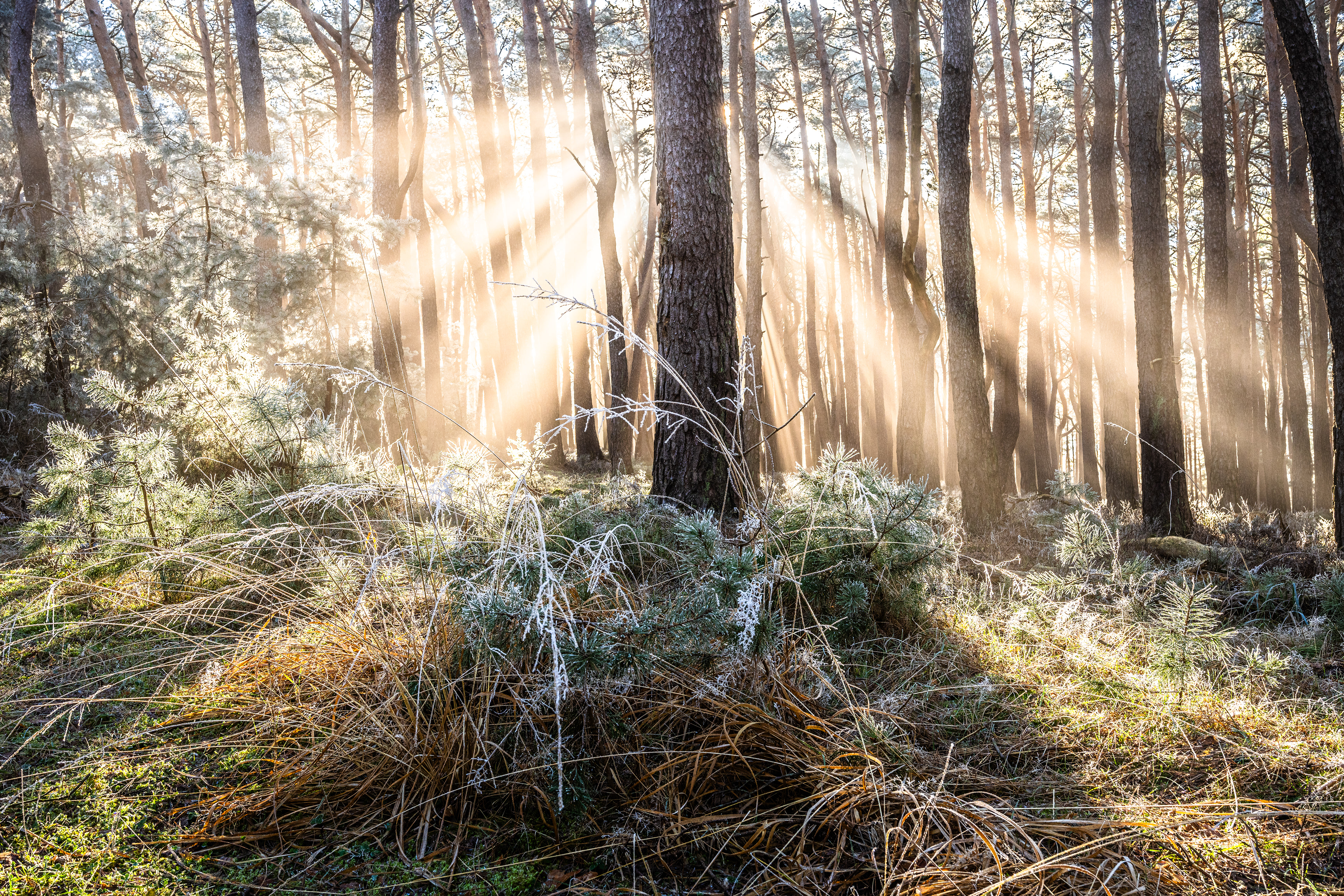 Nebelstrahlen zu feinem Reifbesatz, Pfälzerwald (D) - 31.12.2024