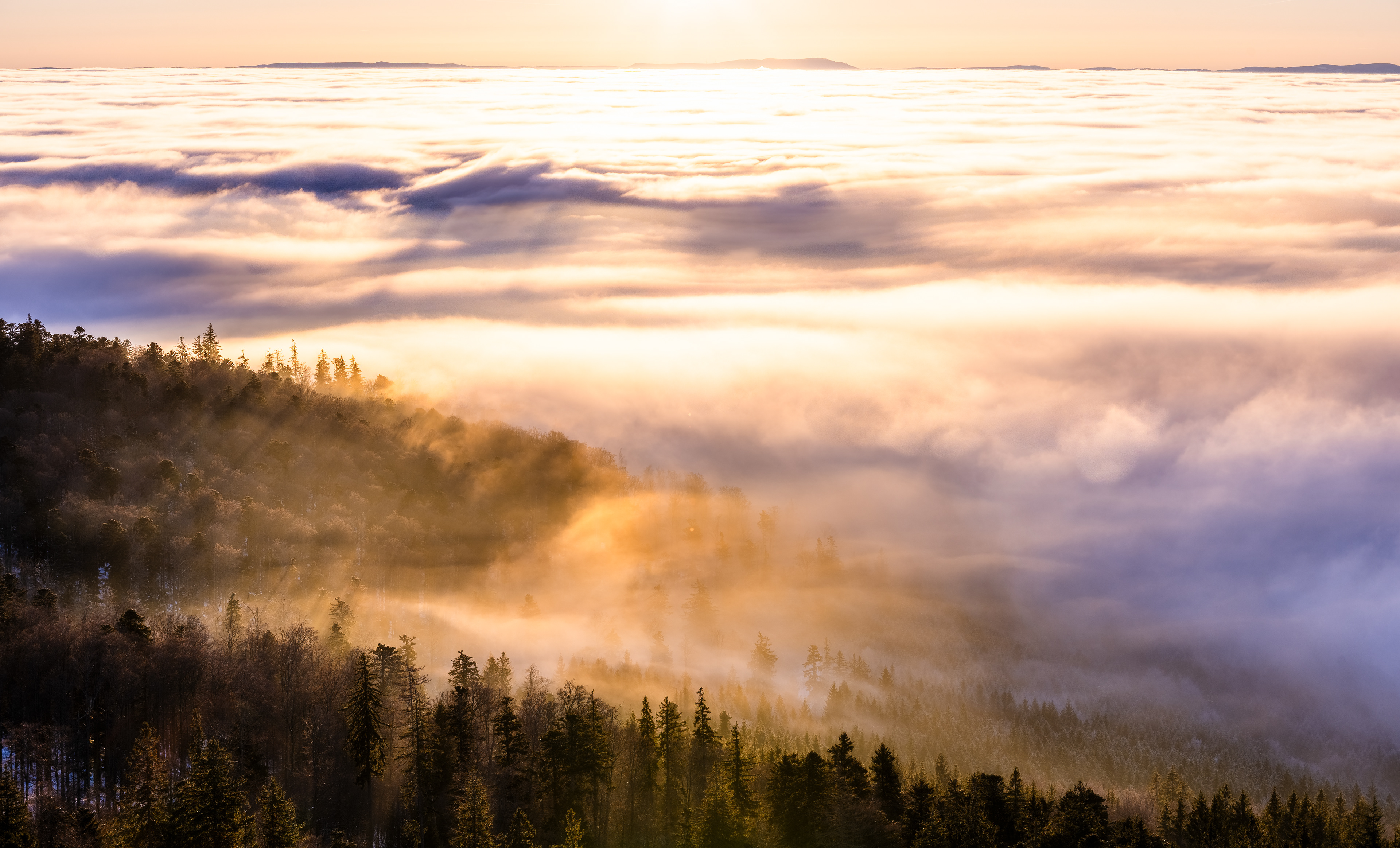 Hochnebel im Morgenlicht, Vogesen (F) - 13.01.2024