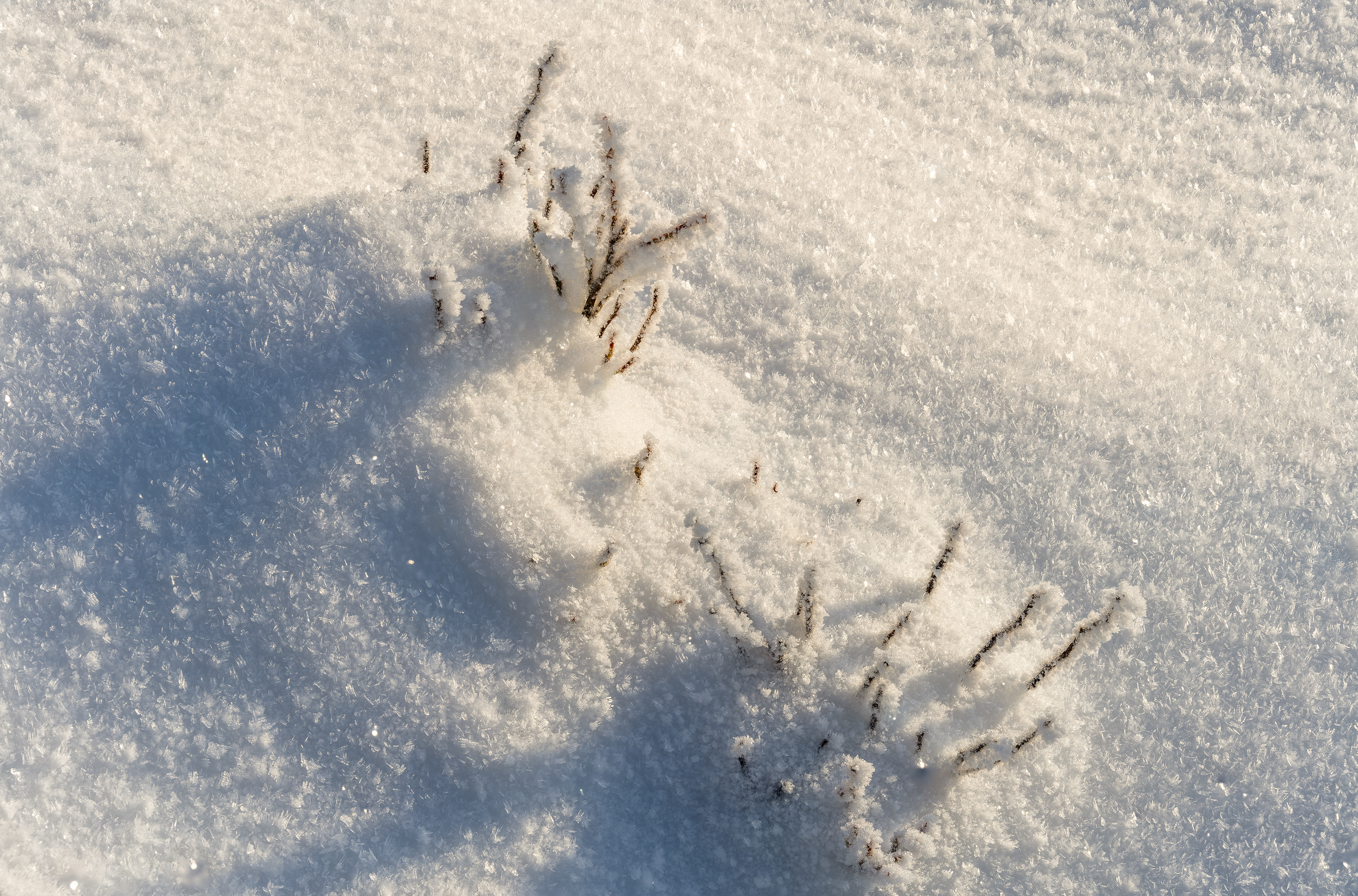 Raureif auf Schneedecke, Schwarzwald (D) - 04.01.2025