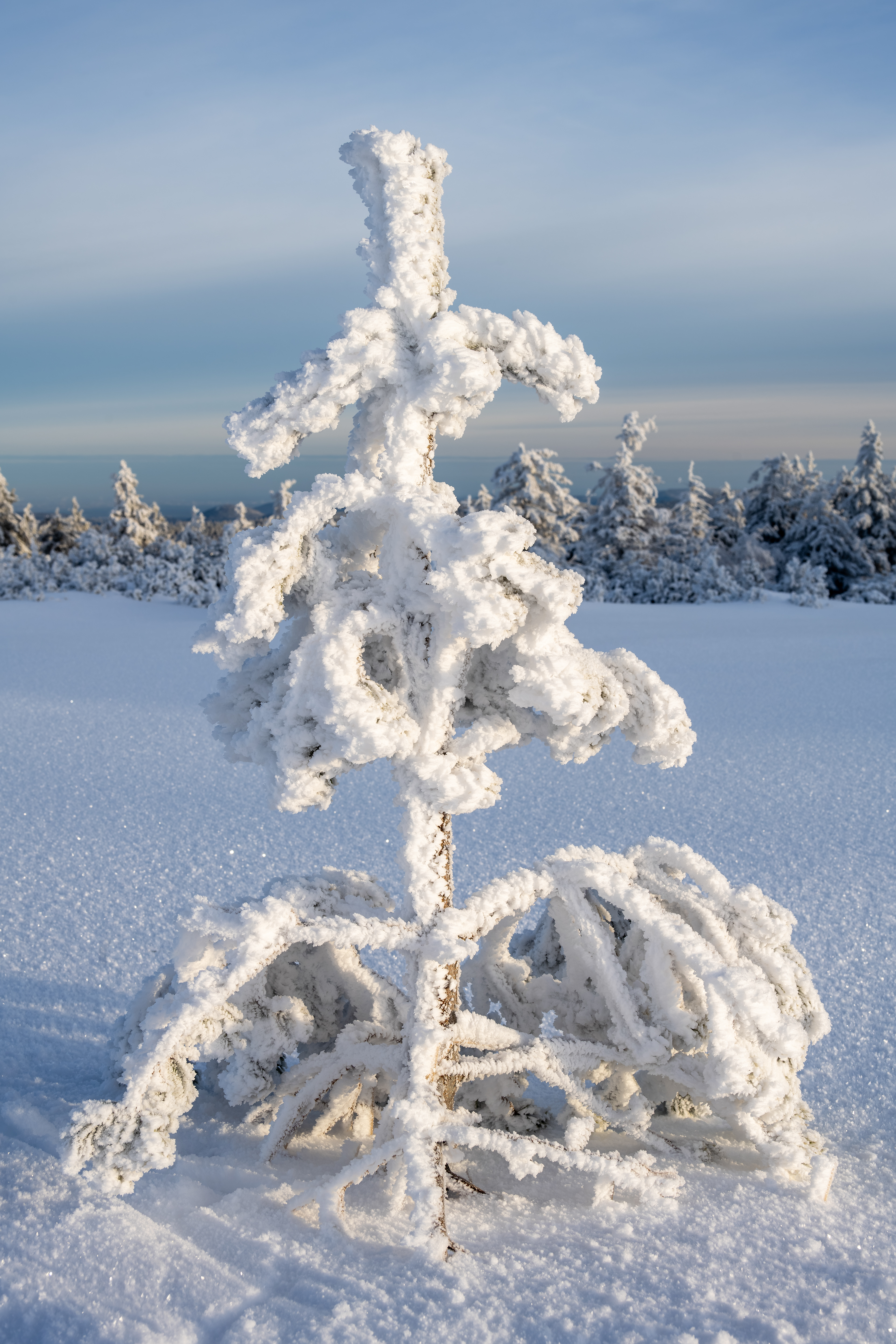 Raueisbesatz auf der Hornisgrinde, Schwarzwald (D) - 04.01.2025
