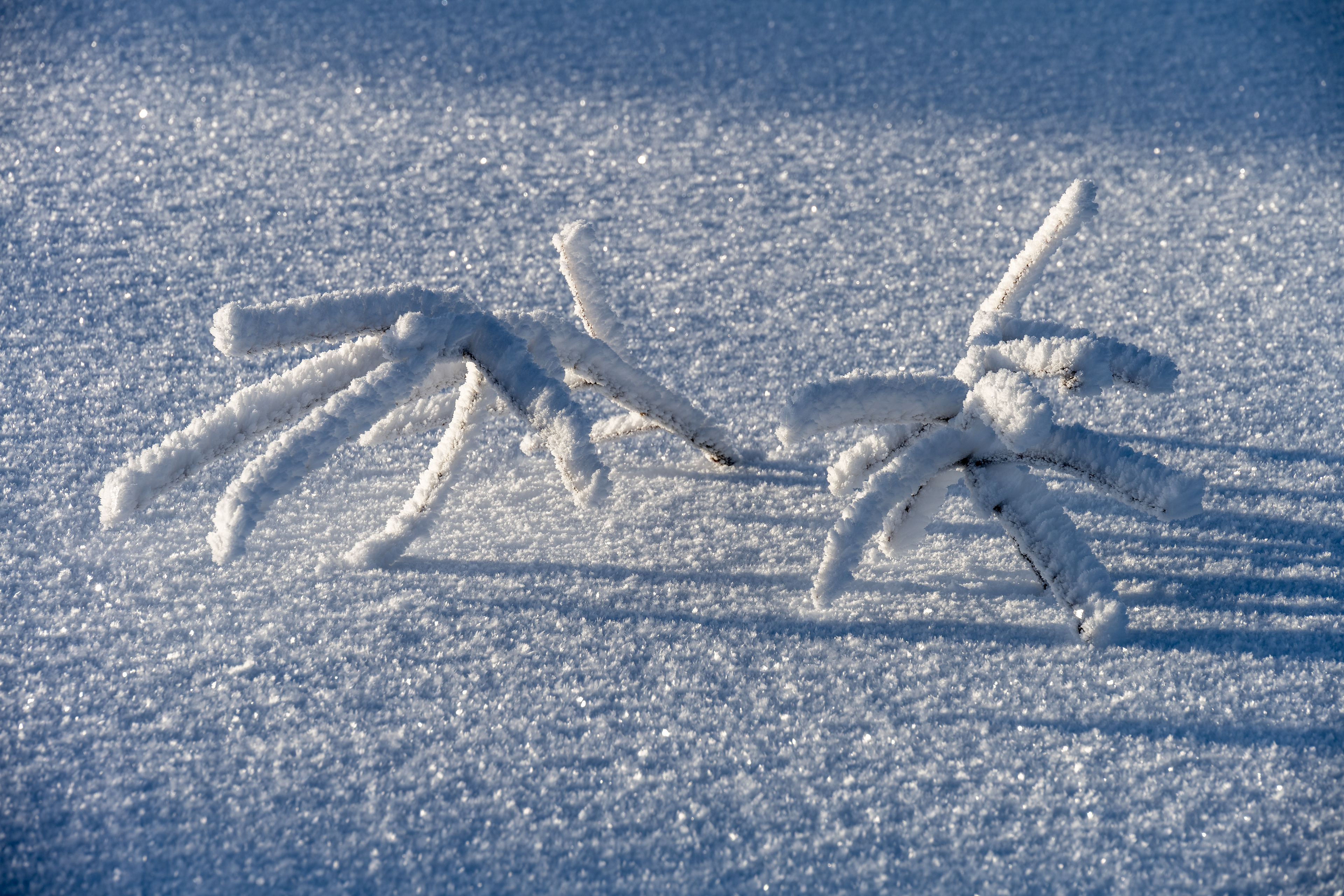 Raueisbesatz auf der Hornisgrinde, Schwarzwald (D) - 04.01.2025