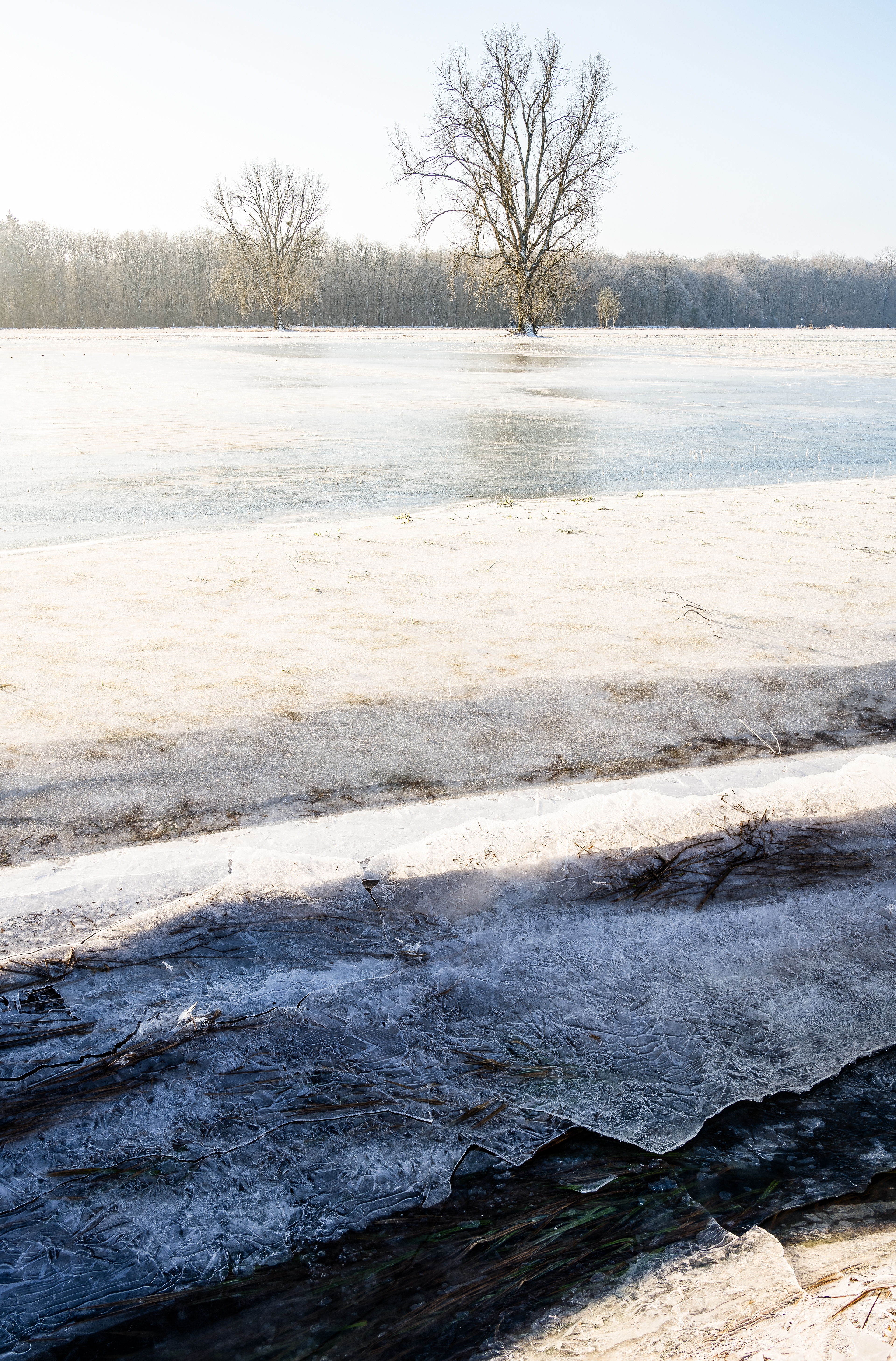 Eis- und Reifbesatz Feld mit Bachlauf, RLP (D) - 20.01.2024