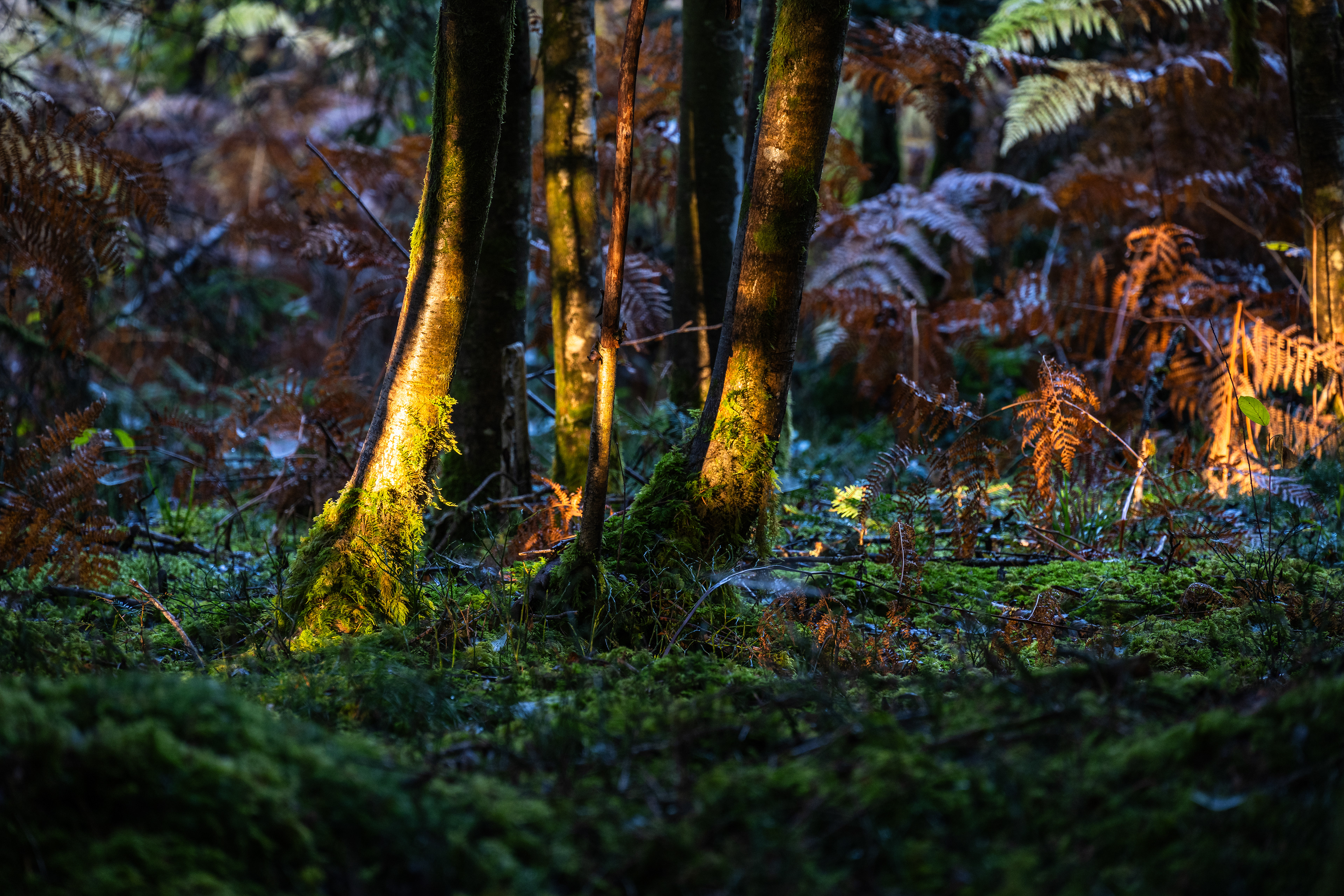 Abendlicht im Dschungel, Vogesen (F) - 01.11.2024