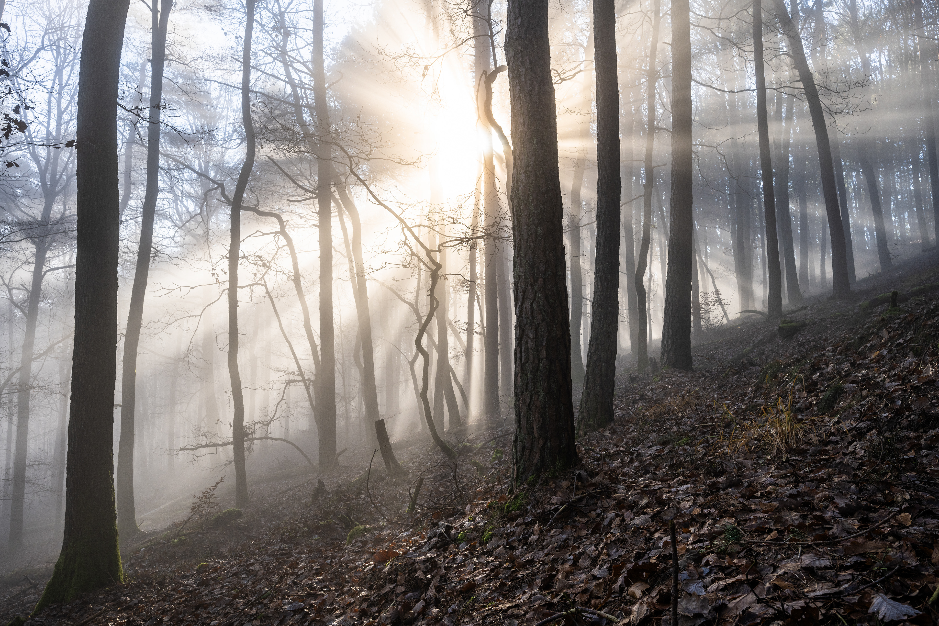 Nebelstrahlen im Naturpark Pfälzerwald (D) - 01.12.2024
