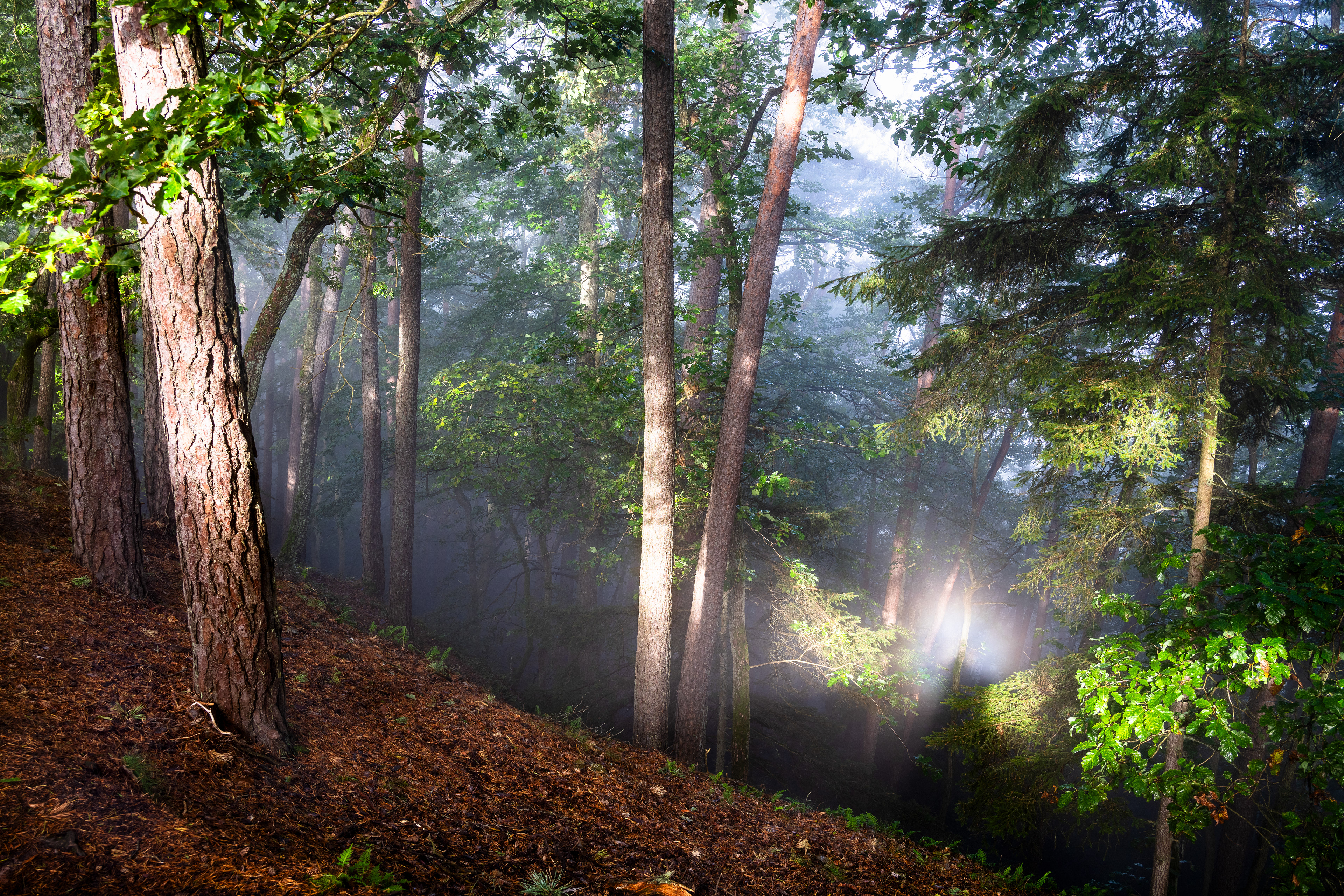 Glorien-Erscheinung mit Brockengespenst im Lichtkranz, Pfälzerwald (D) - 29.09.2024