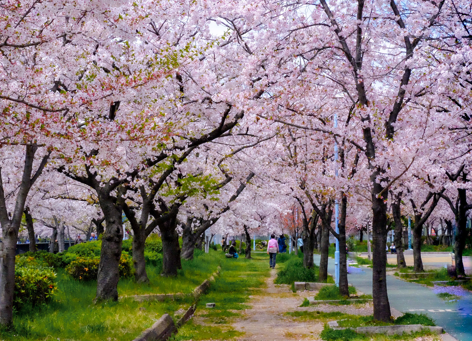Cherry blossoms waltz. Japan 2019.