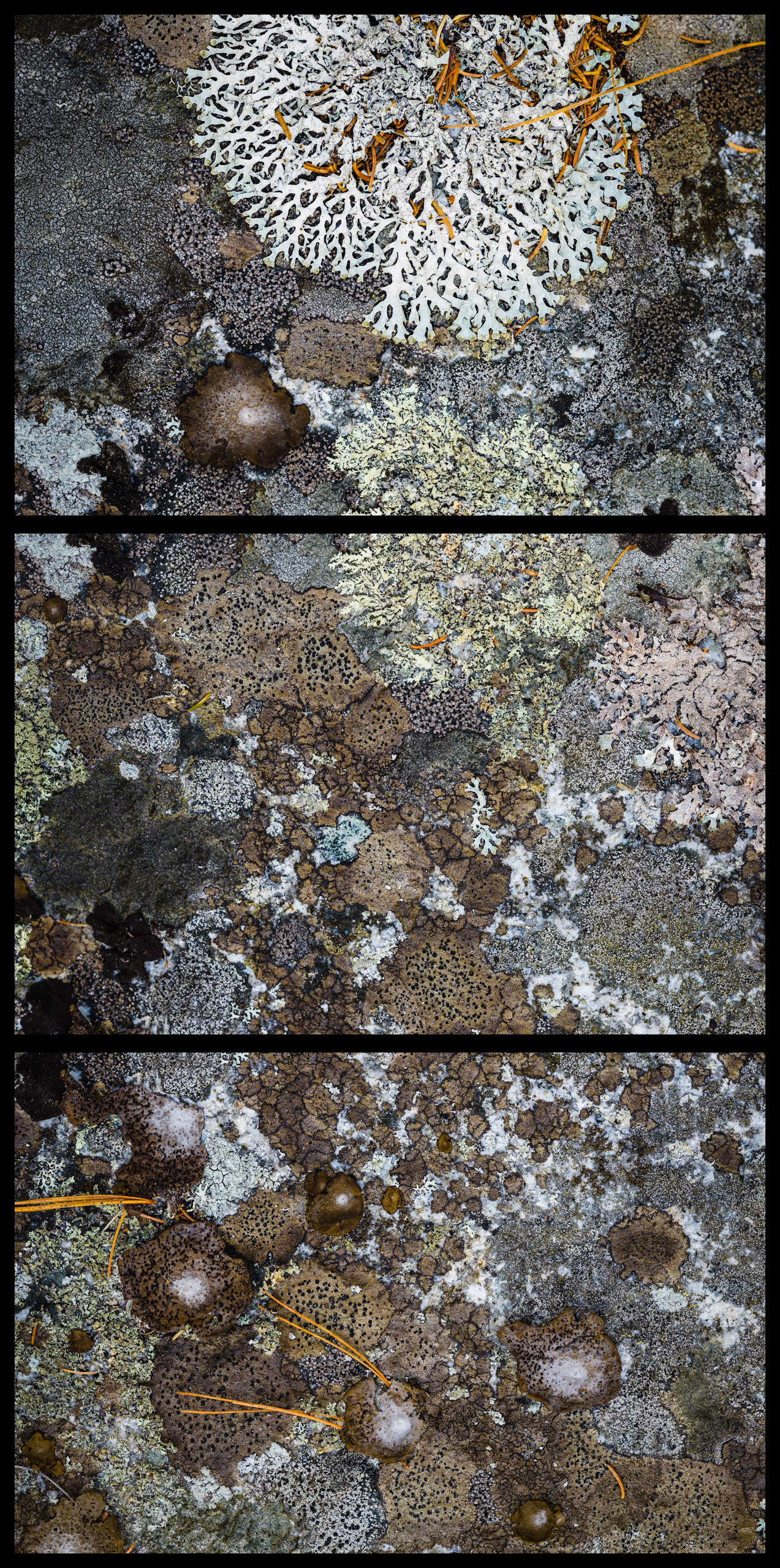 Lichens, Chase Quarry, Blue Hill, Maine, MMXIV