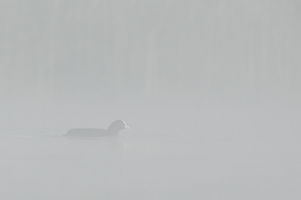 Coot In Mist