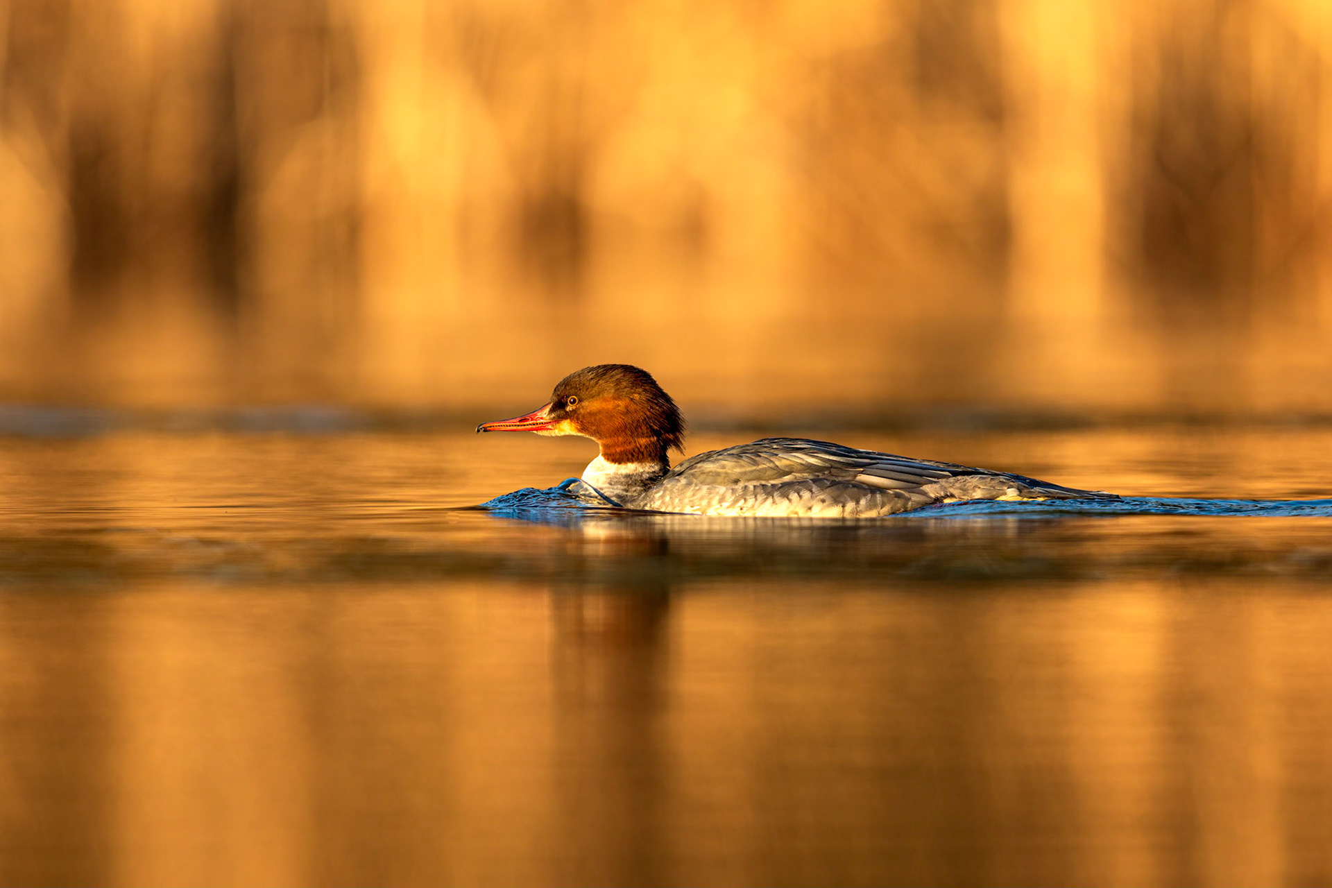 Goosander