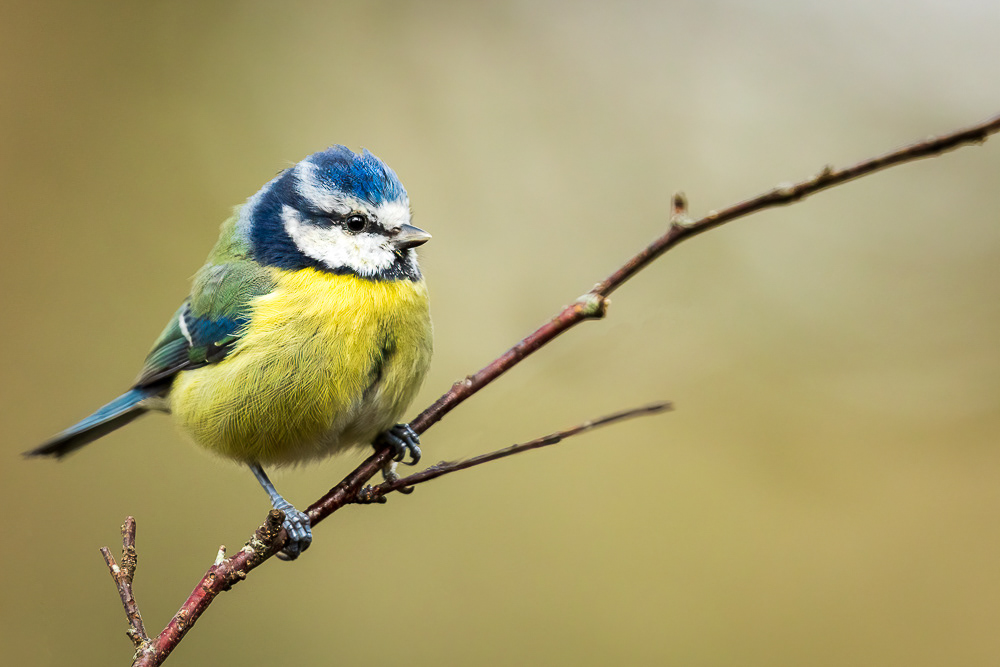 Blue Tit