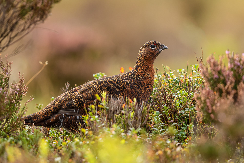 Red Grouse