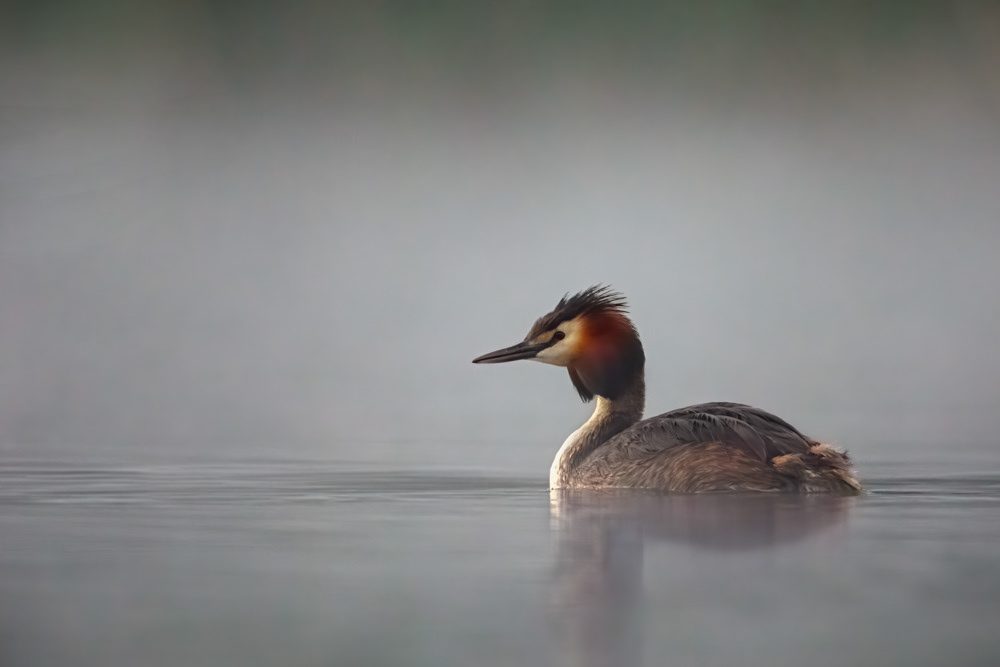 Great Crested-Grebe Dawn Mist