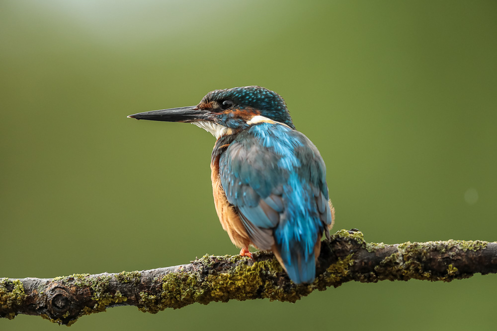 Kingfisher