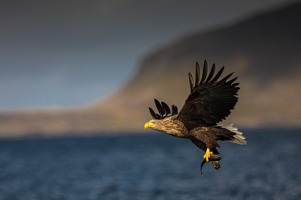 White-Tailed Eagle