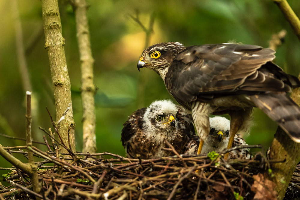 Sparrow-Hawlk with Chicks