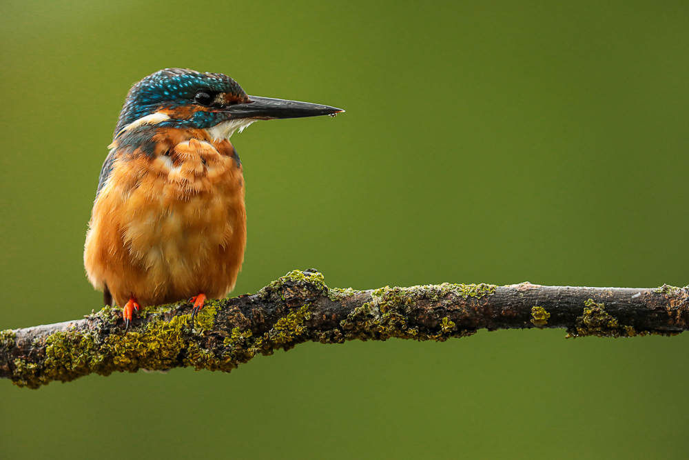 King Fisher