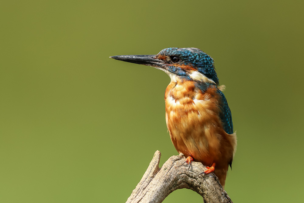 Kingfisher