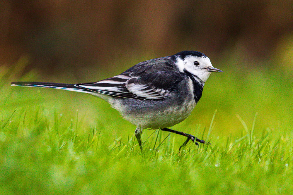 Pied-Wagtail
