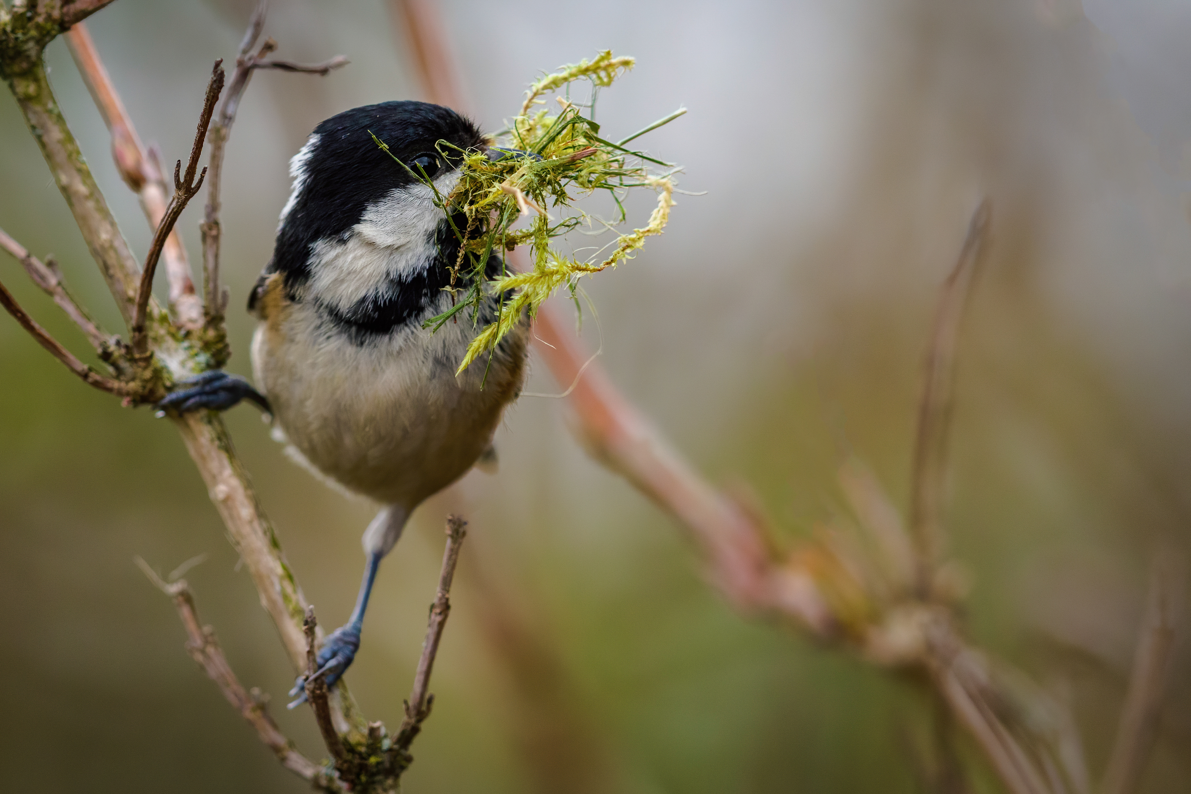 Coal Tit
