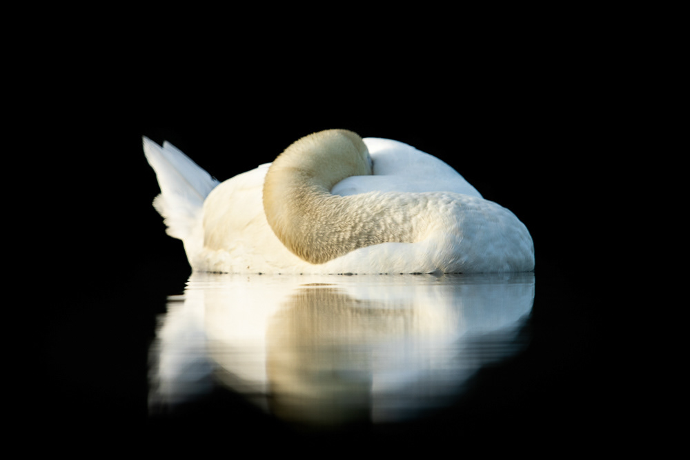 Mute-Swan