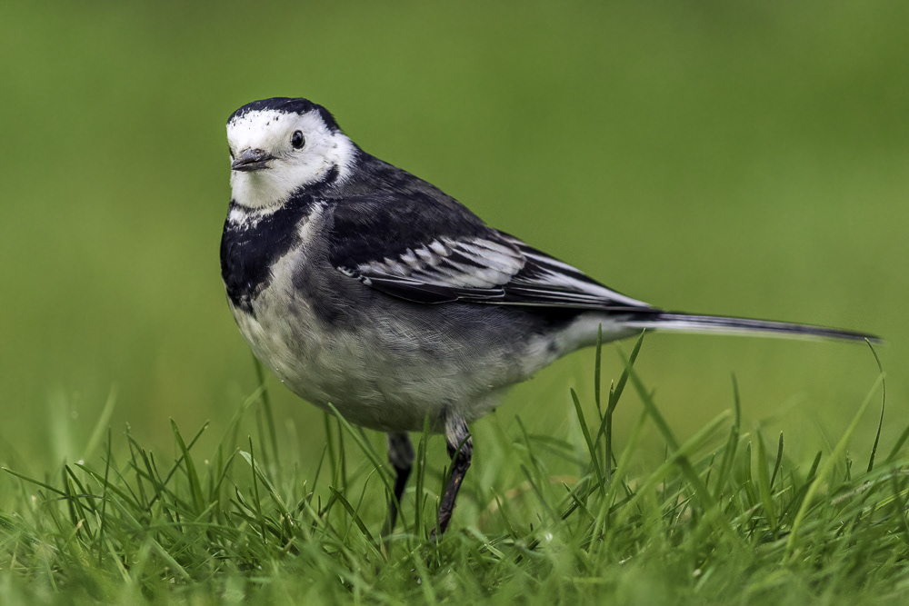 Pied-Wagtail