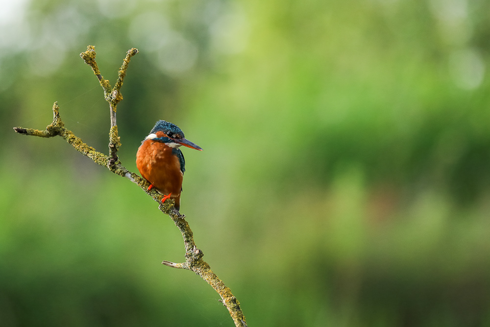 kingfisher