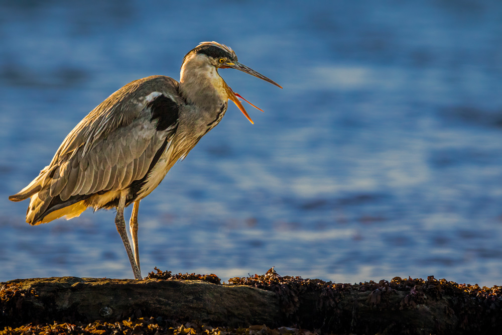 Grey Heron