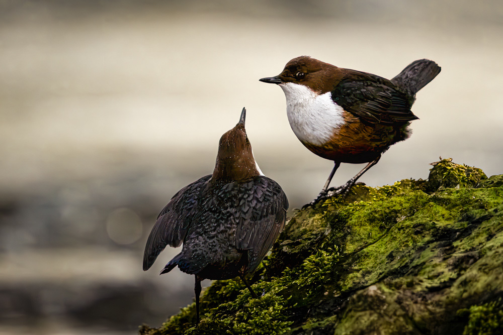 Dippers