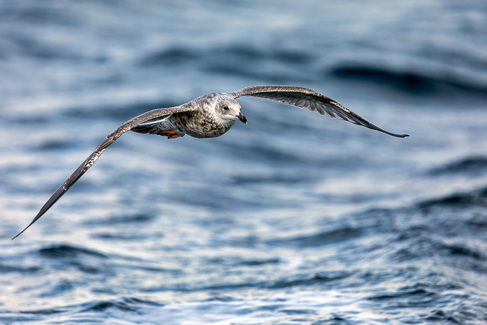 Juvenile Herring Gull