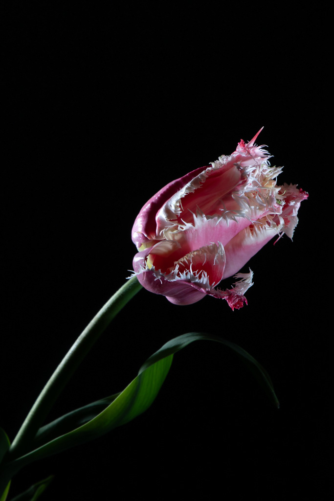Come Undone: In literature and art, strong independent women often give away their power for the love of a man. It is as if their emotions have weakened their self-assurance and rendered them worthless. We have become so accustomed to reports of female brutality that it takes the death of Fawziyah Javed and Sarah Everard to make us question how empowered women truly are. Pre-Raphaelite art expressed admiration for the uncomplicated realism of nature; my series aims to represent the inner-strength gained by women as a result of mistreatment, allowing an audience to connect with their integrity. 'Yvonne's Healing'