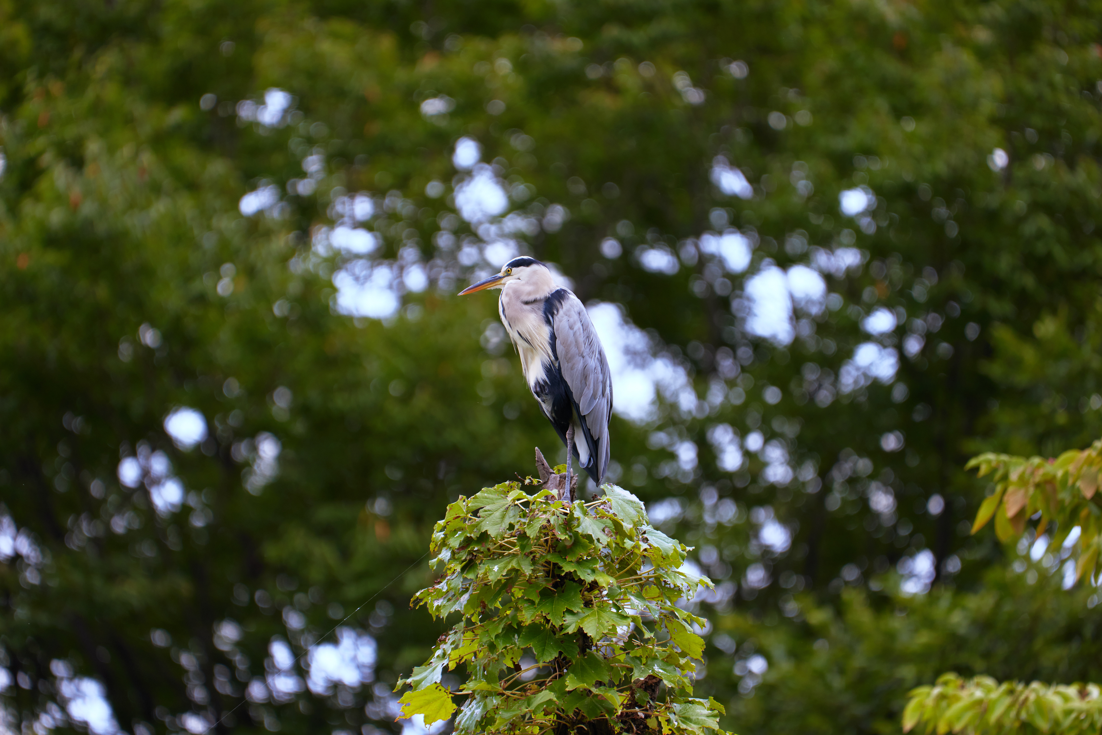 東京都／善福寺公園／アオサギ