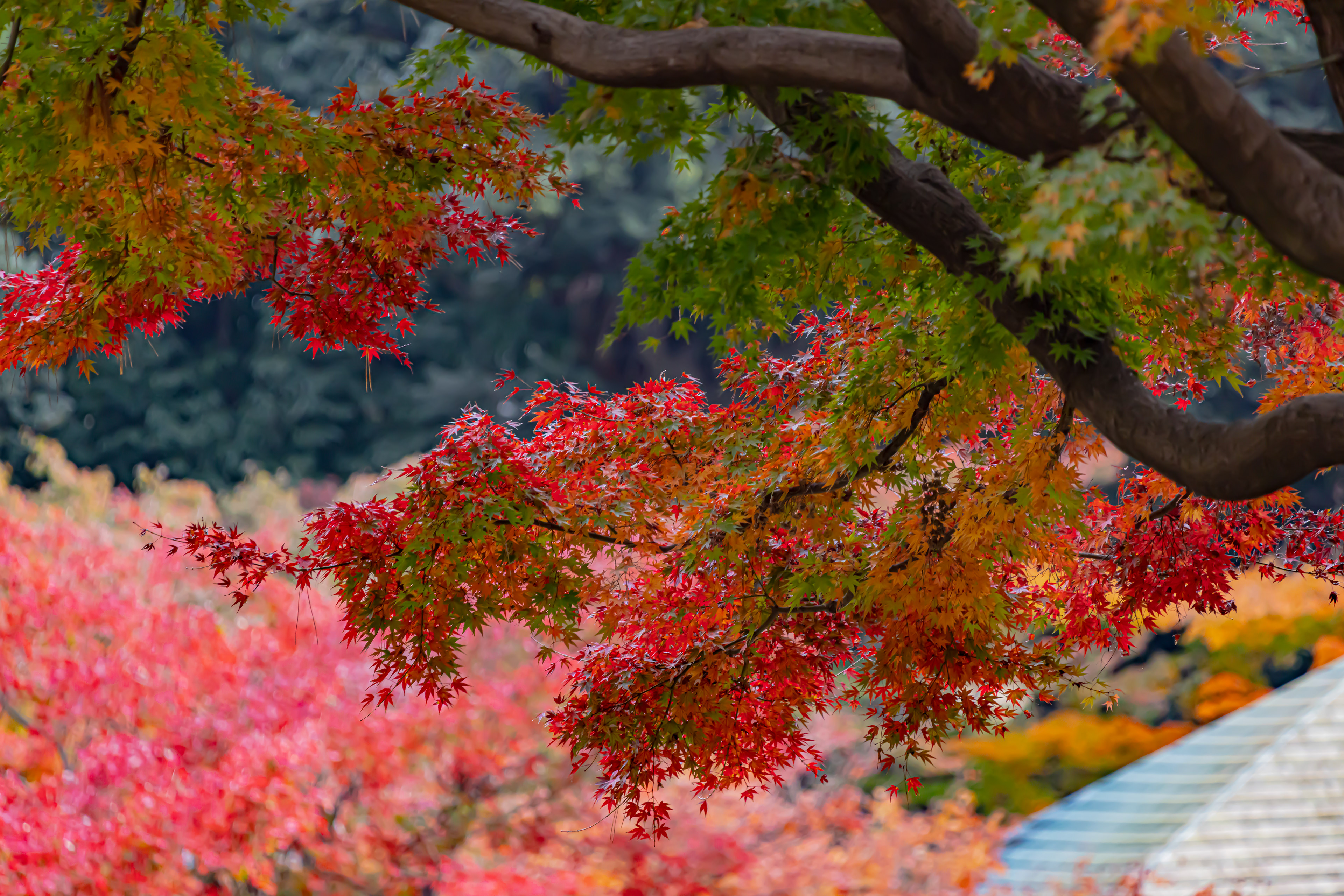 東京都/杉並/大田黒公園